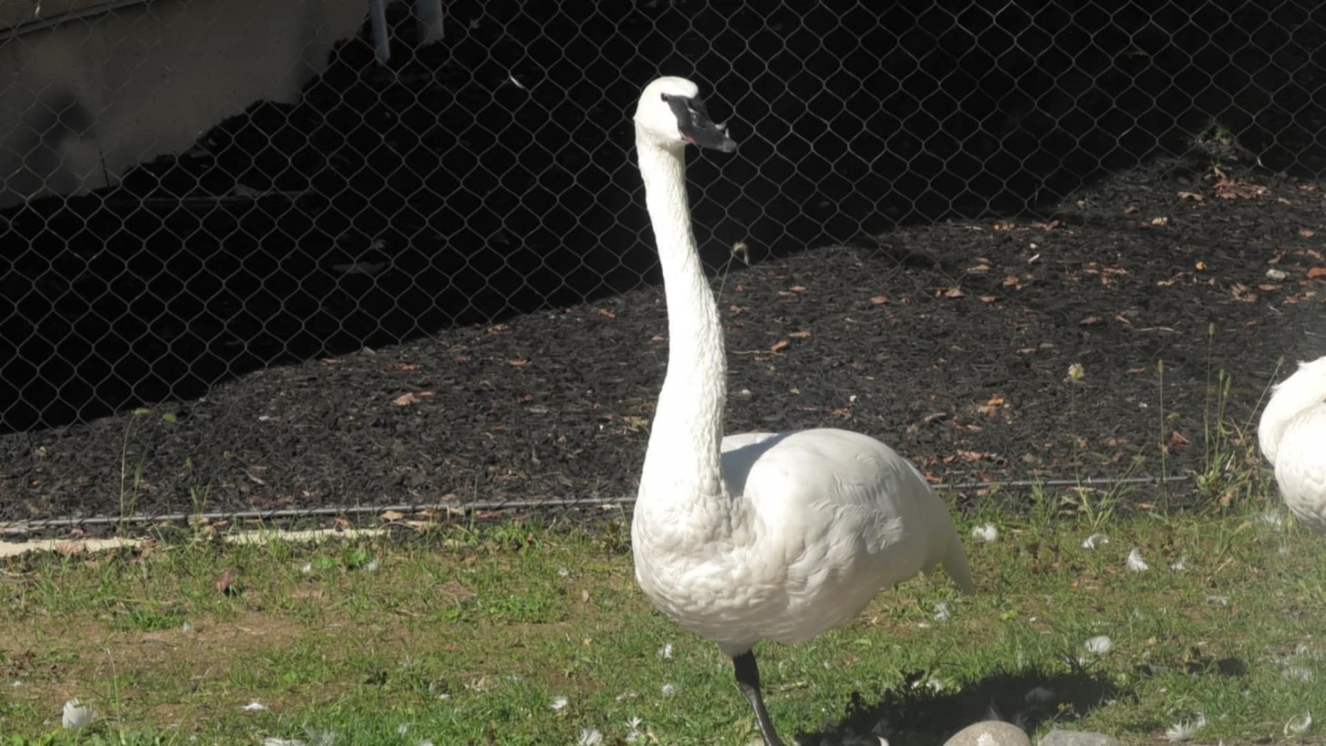 Trumpter swan stands up on one leg