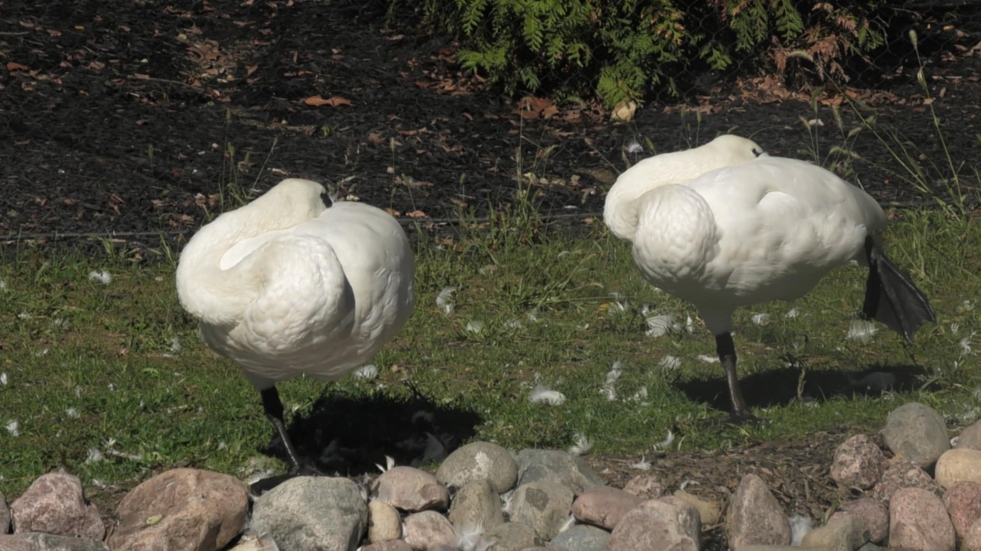 Trumpter swans sleeping
