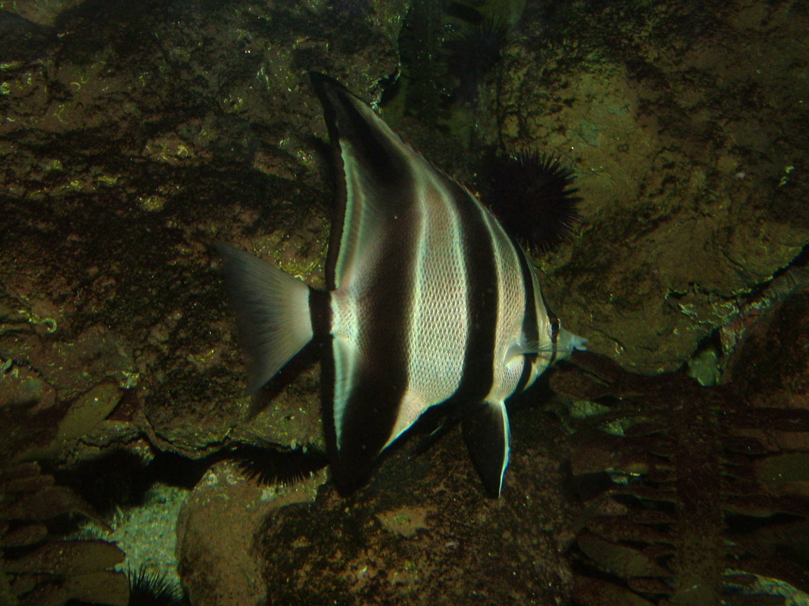 Truncate coralfish at Wilhelma, Stuttgart 02/09/10