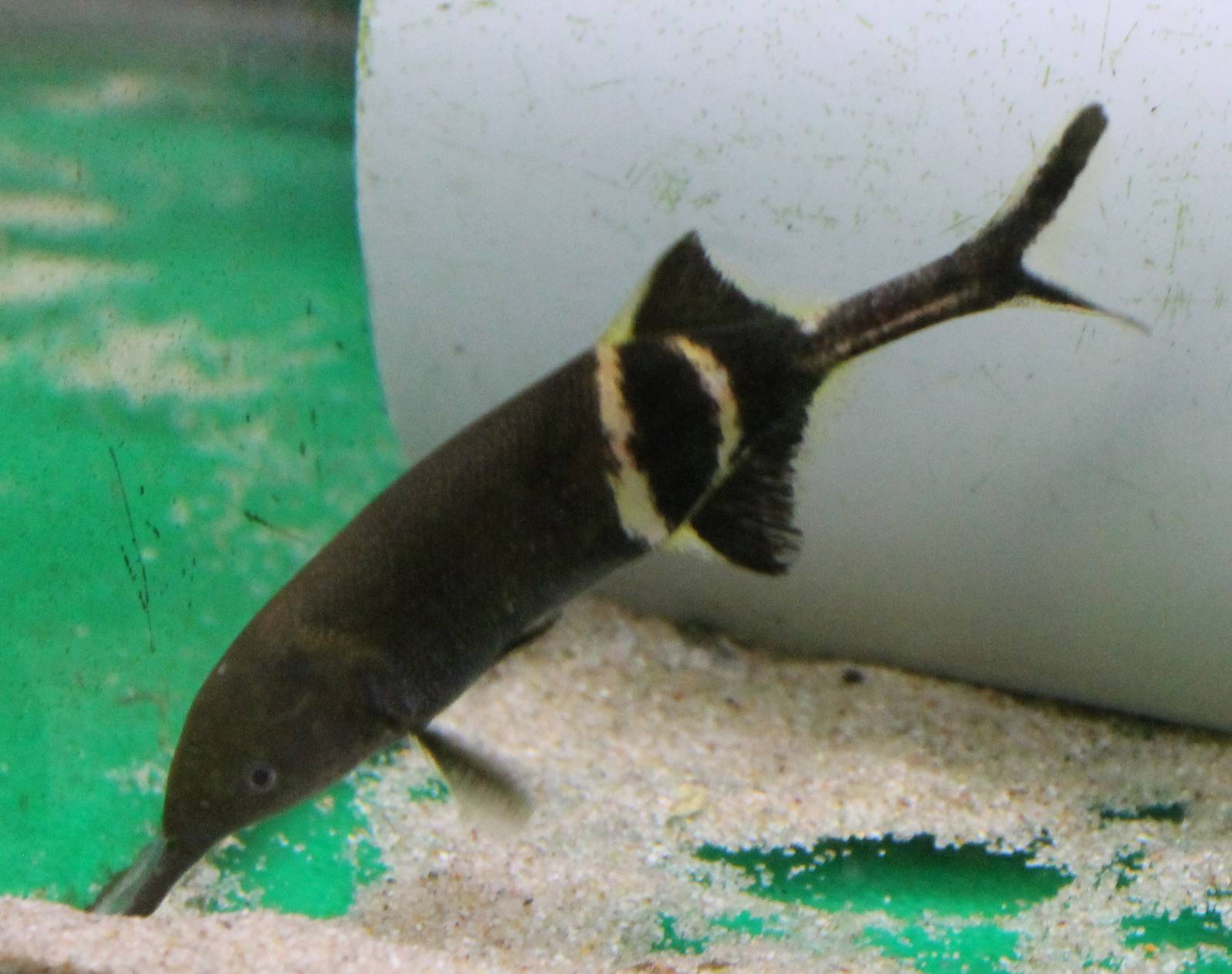 Trunk fish Gnathonemus petersii