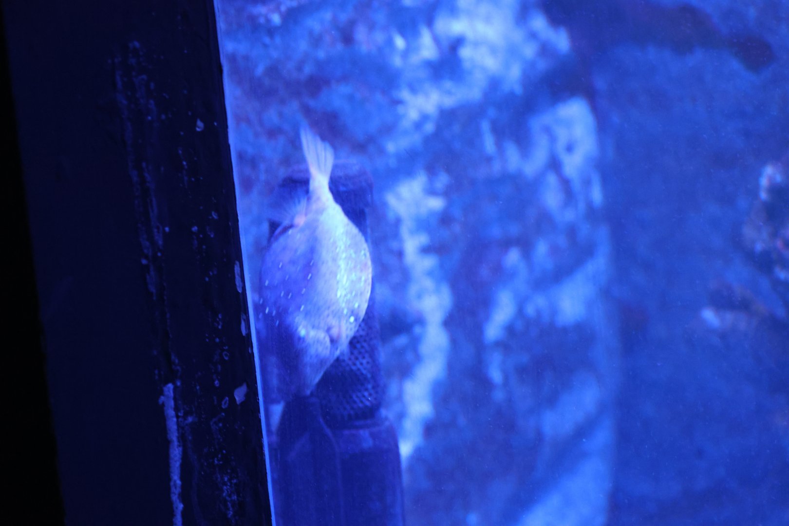 Trunkfish ID? - Sydney Zoo