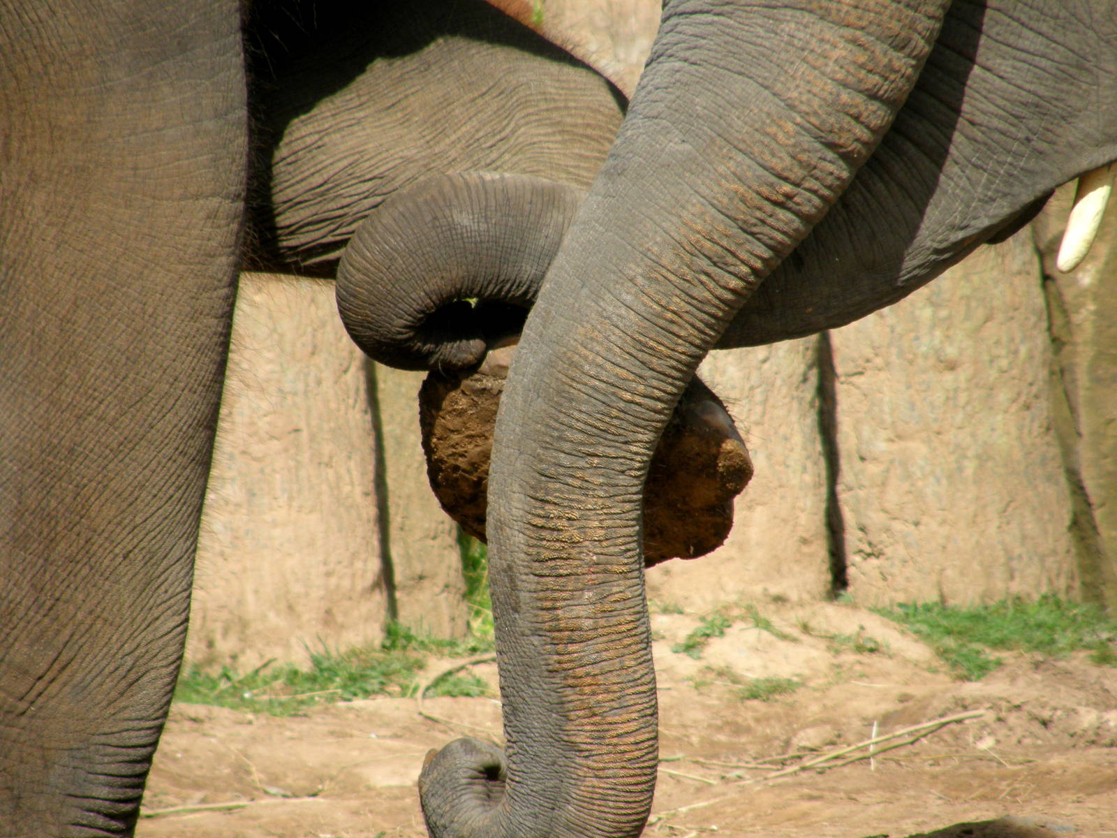 Trunks and Feet - Chester Zoo