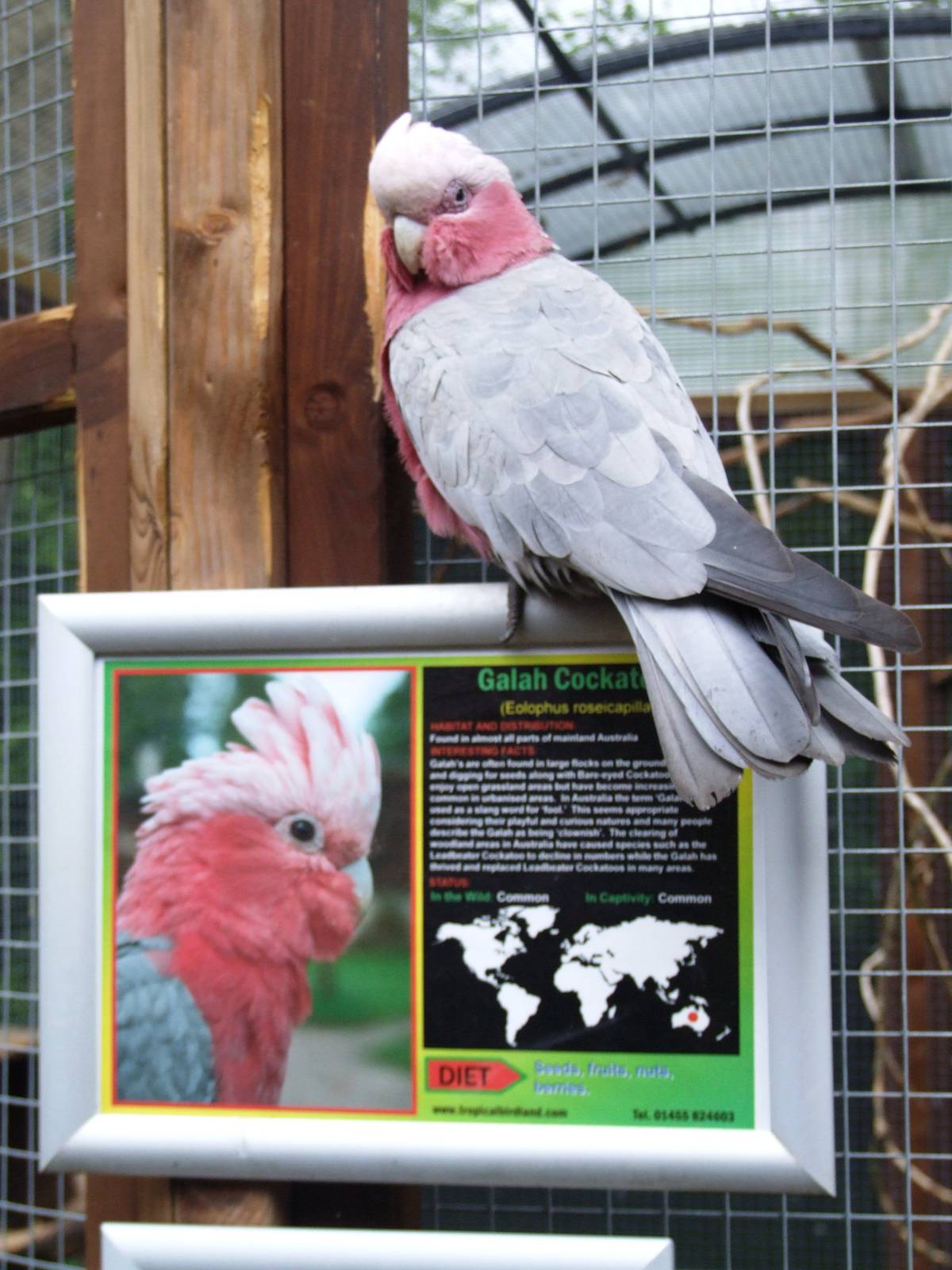 Truthful Galah at Tropical Birdland, 18/05/13