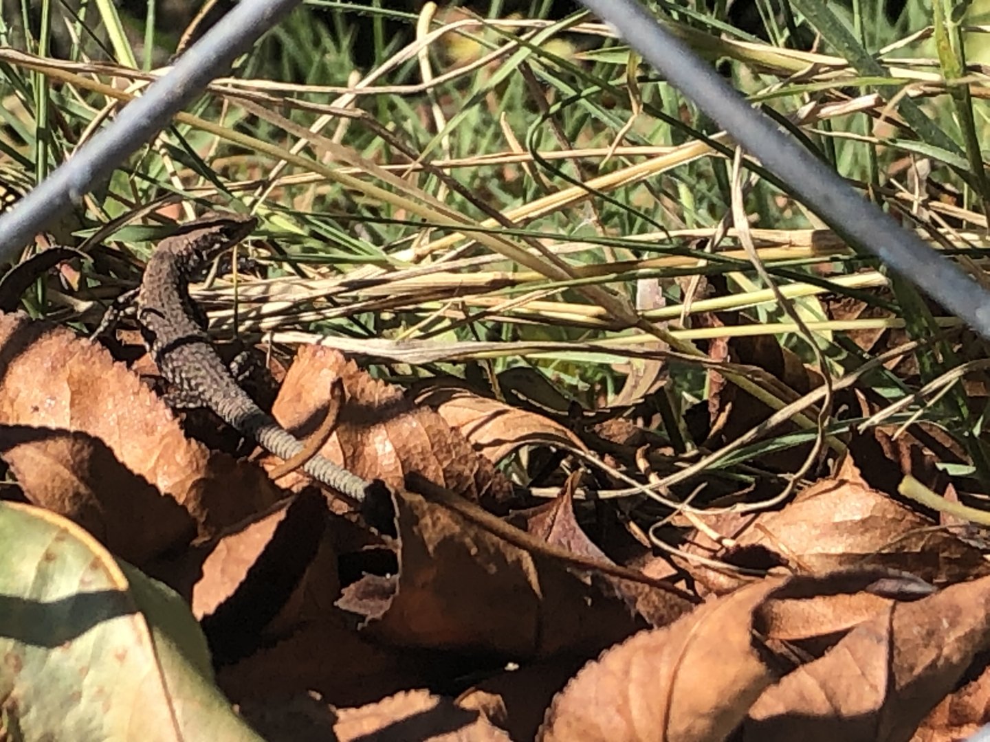 Try and find me! (I need help IDing this lizard)