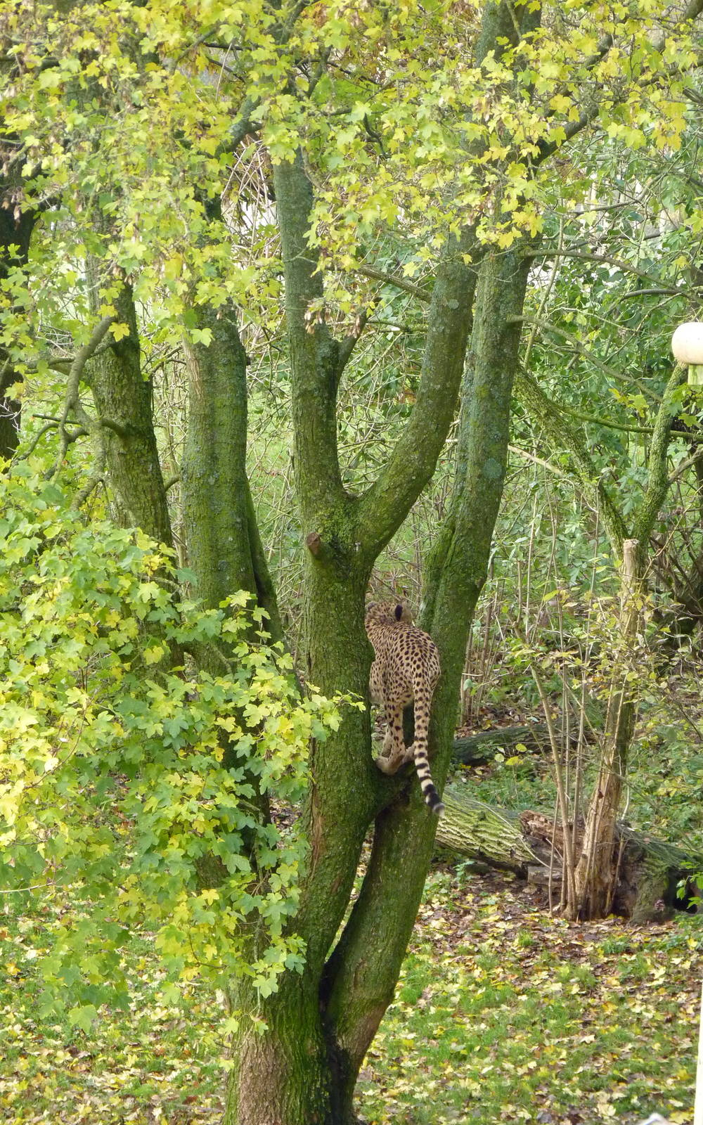 Try the Fire Brigade with this...