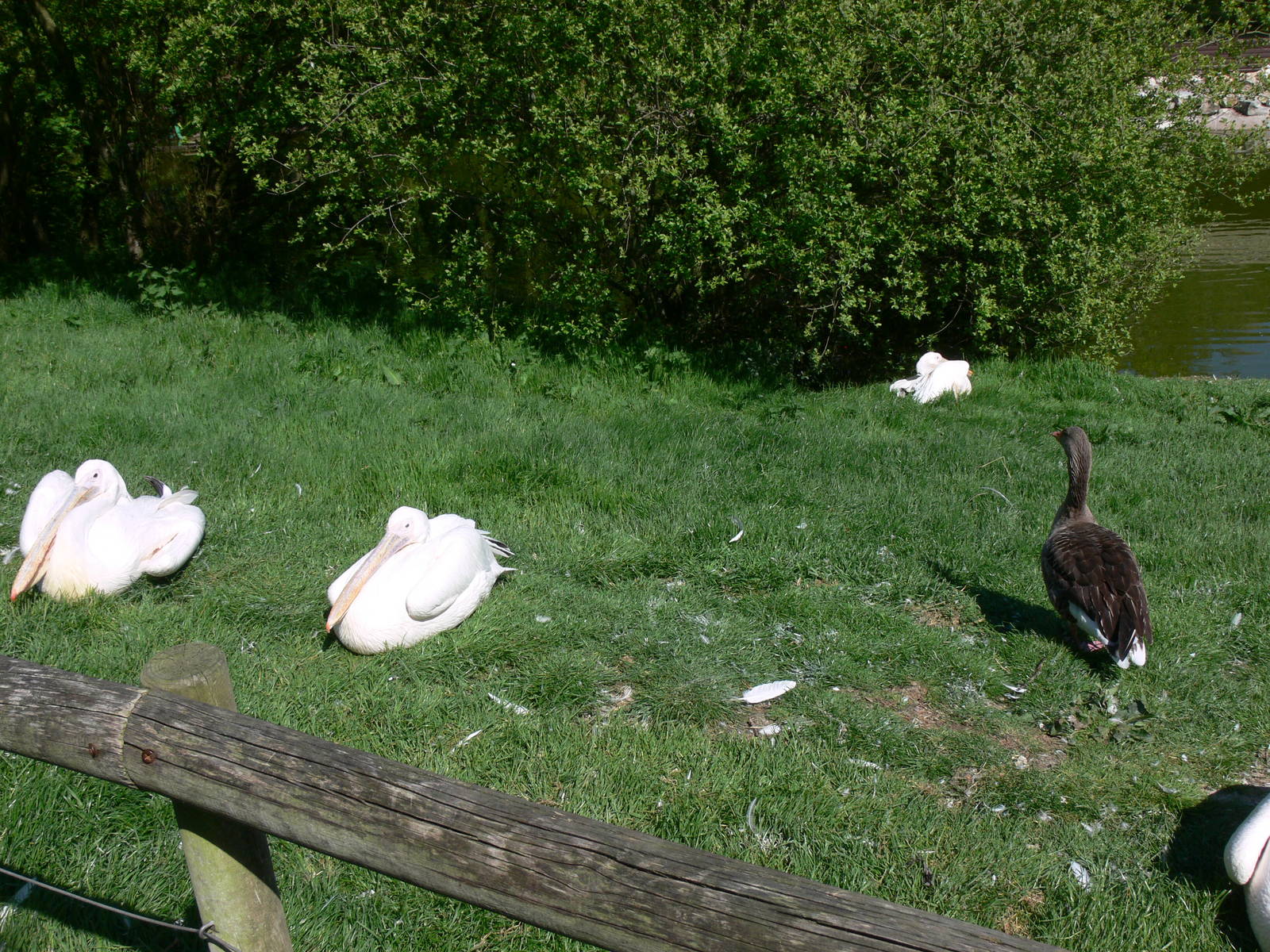 Trying to blend in at Blackpool Zoo, 26/05/13