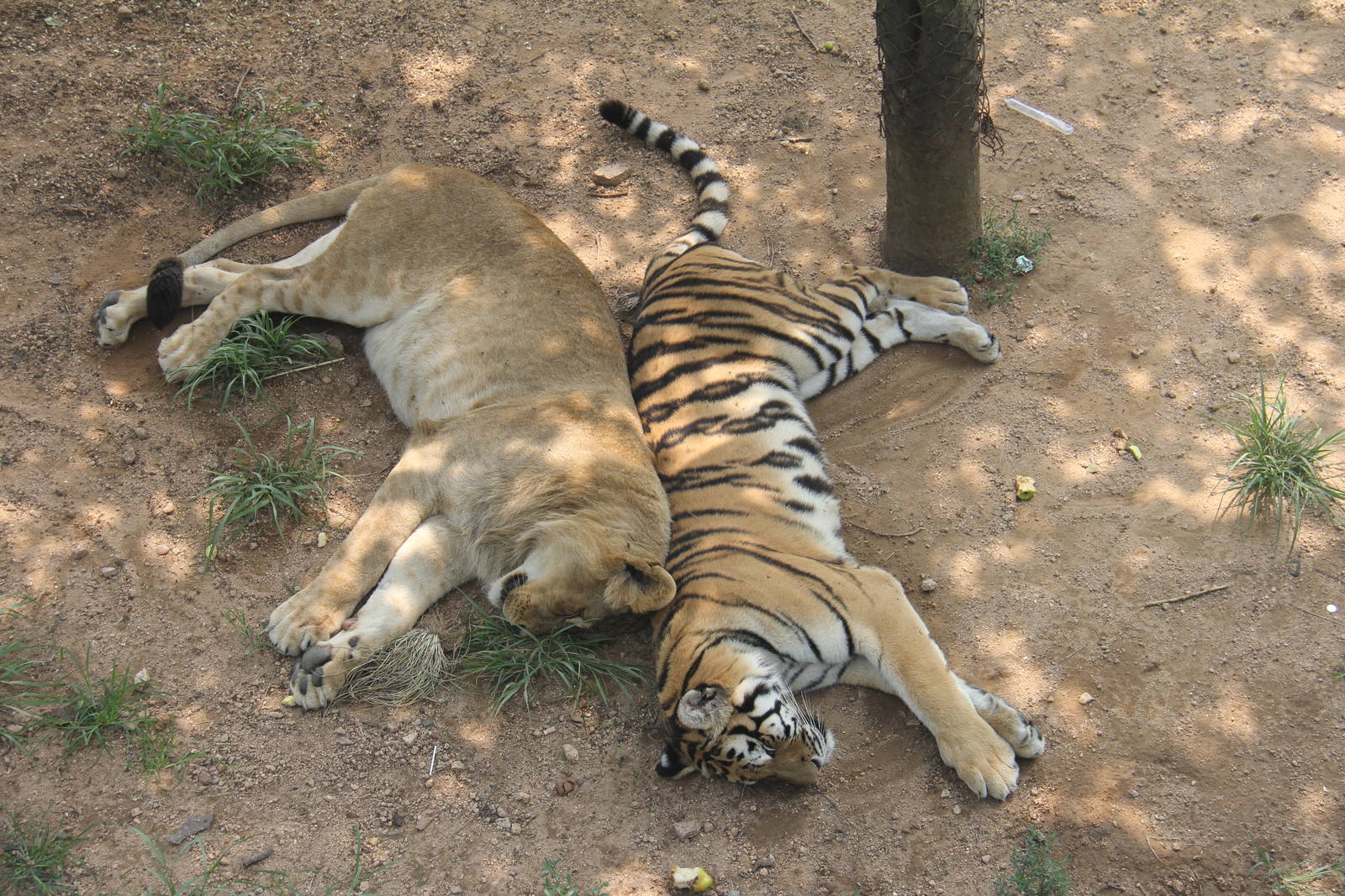 Trying to make tigon