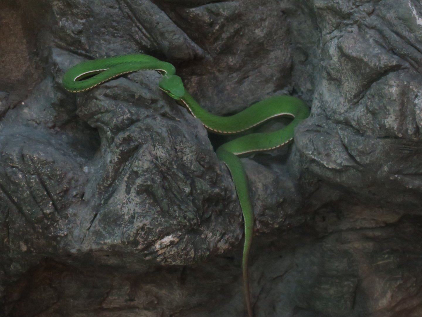 Tryptelytrops albolabris