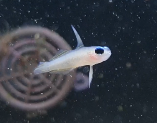 Tryssogobius species