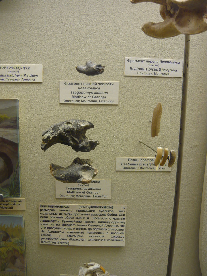 Tsaganomys altaicus skull fragments and Beatomus bisus incisors