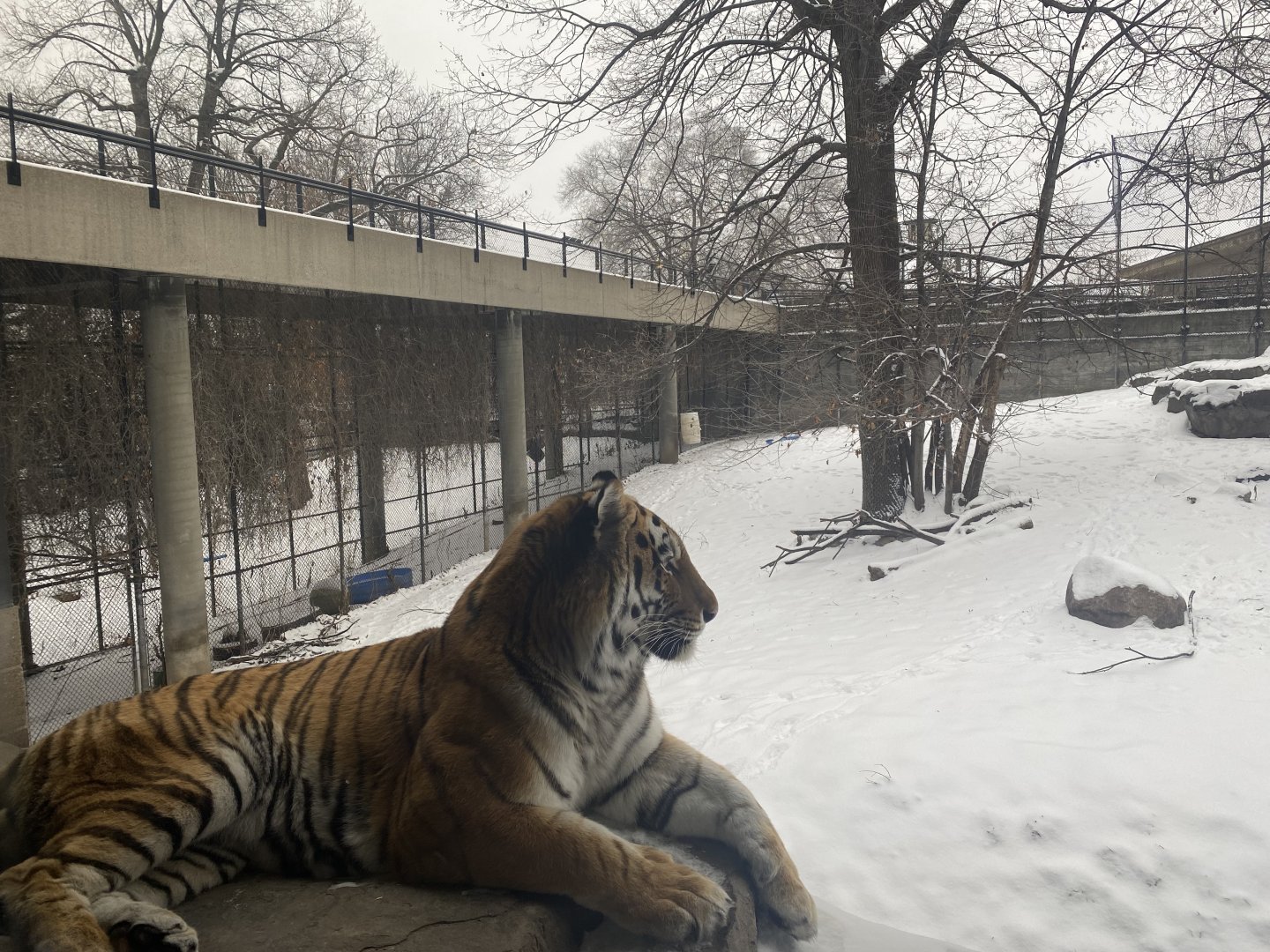 Tsar the Amur Tiger