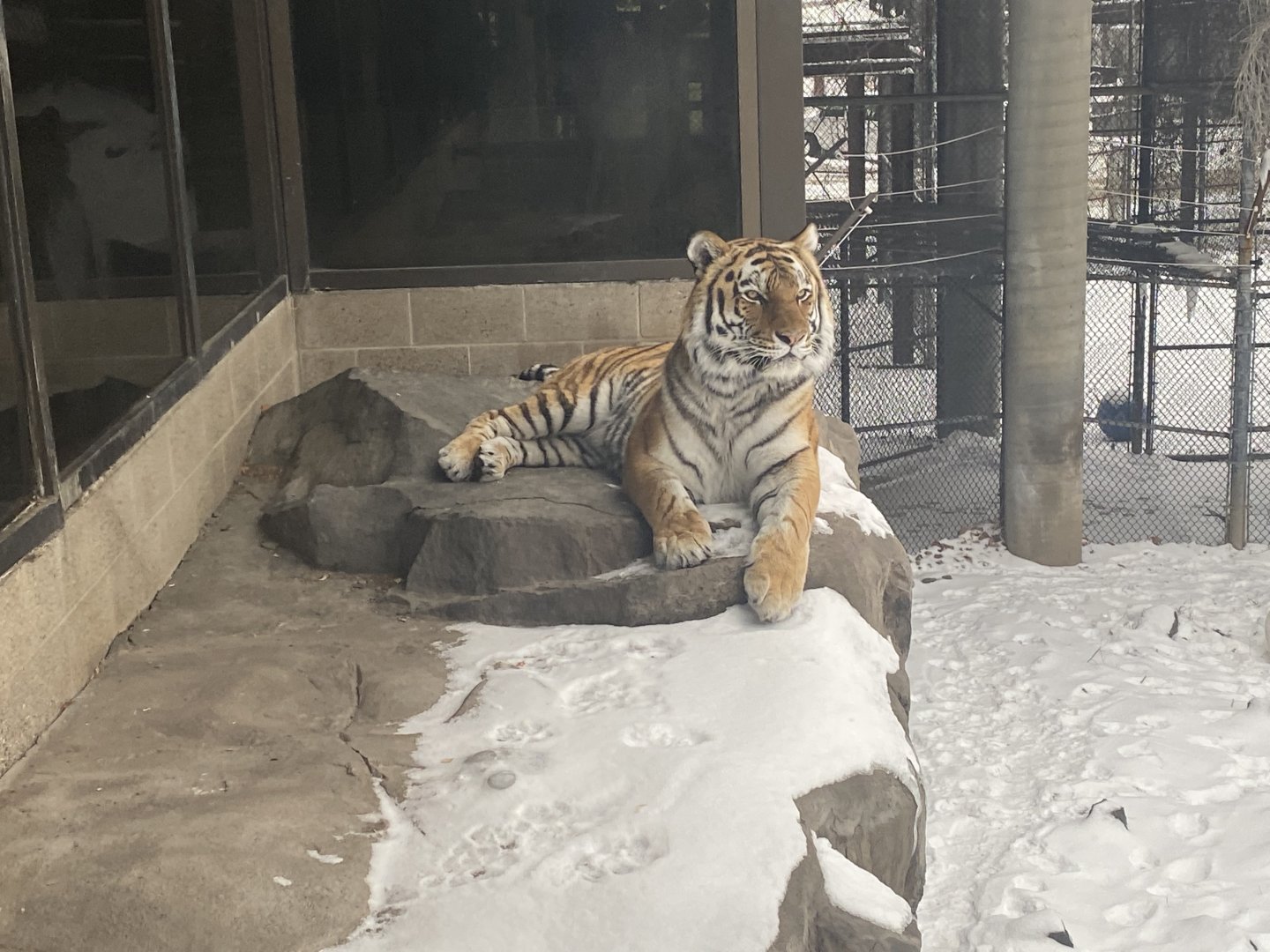 Tsar the Amur Tiger