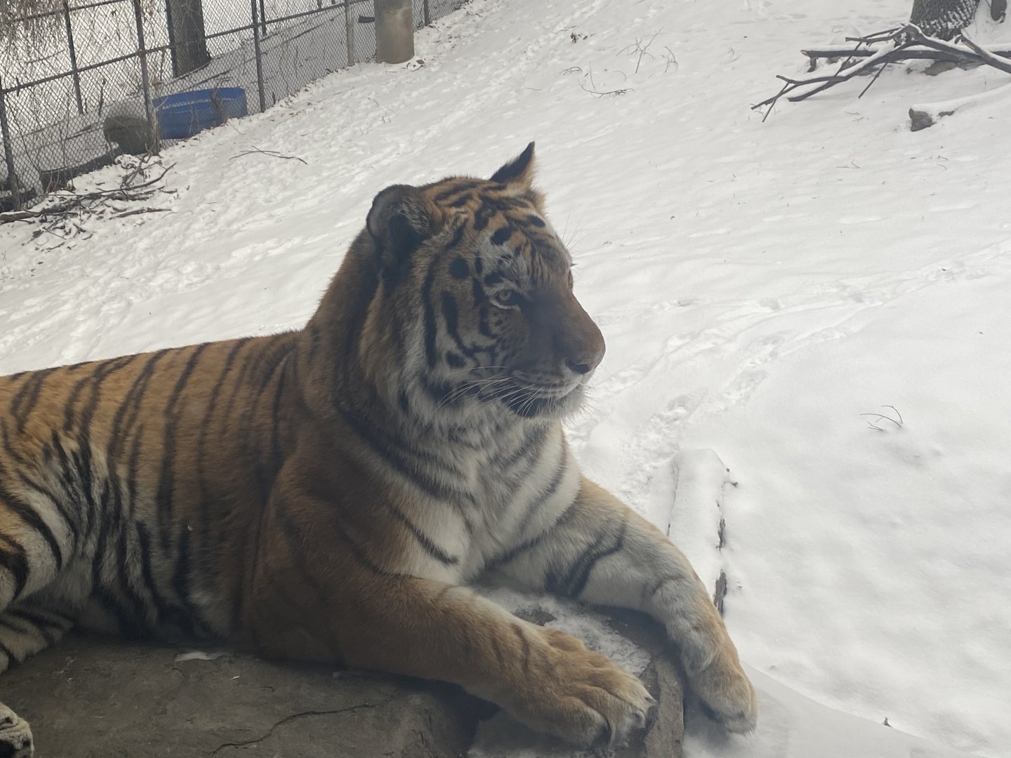 Tsar the Amur Tiger