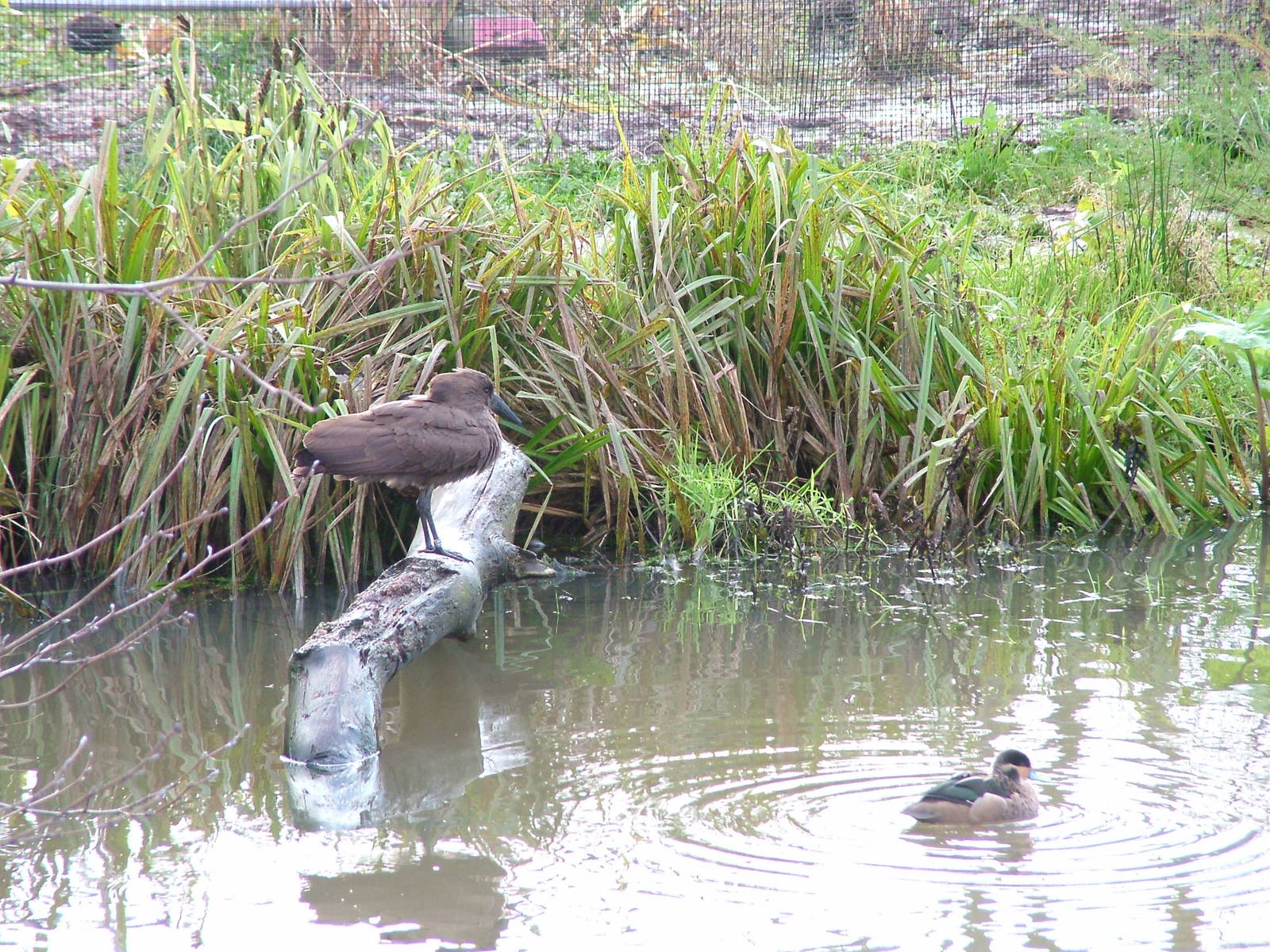 Tsavo Aviary at Chester 06/12/09