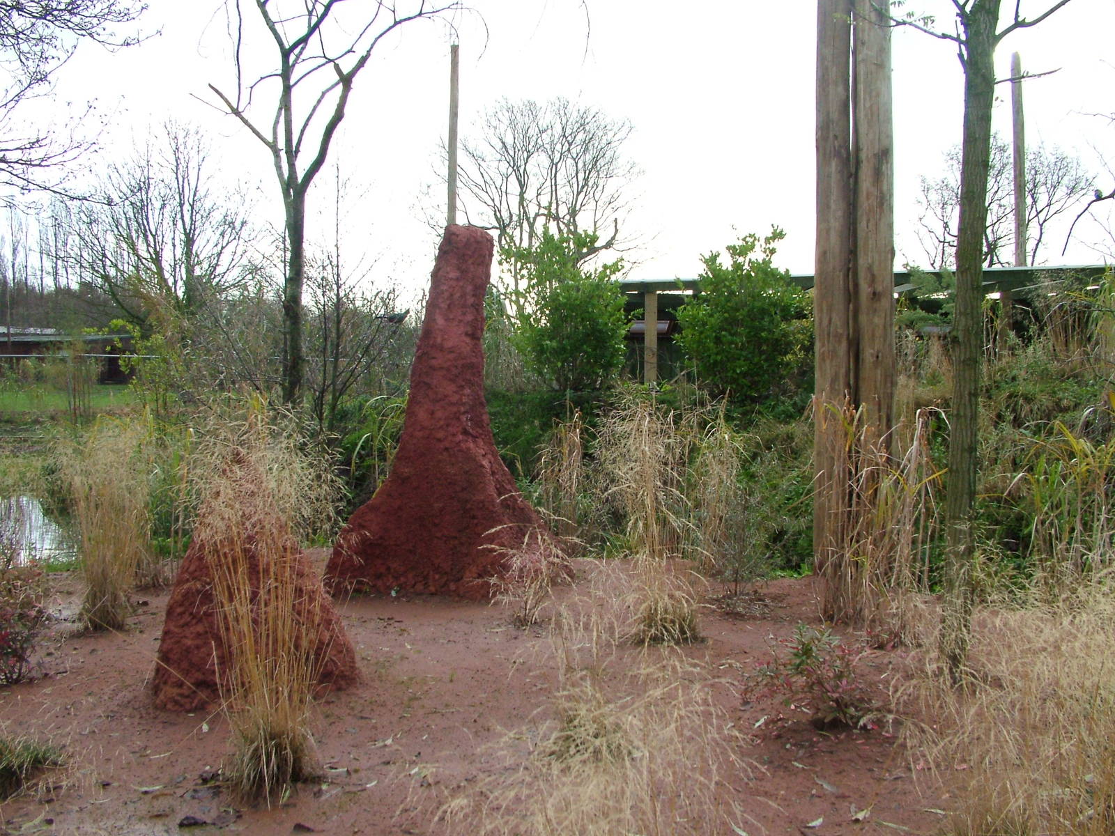Tsavo Aviary at Chester 06/12/09