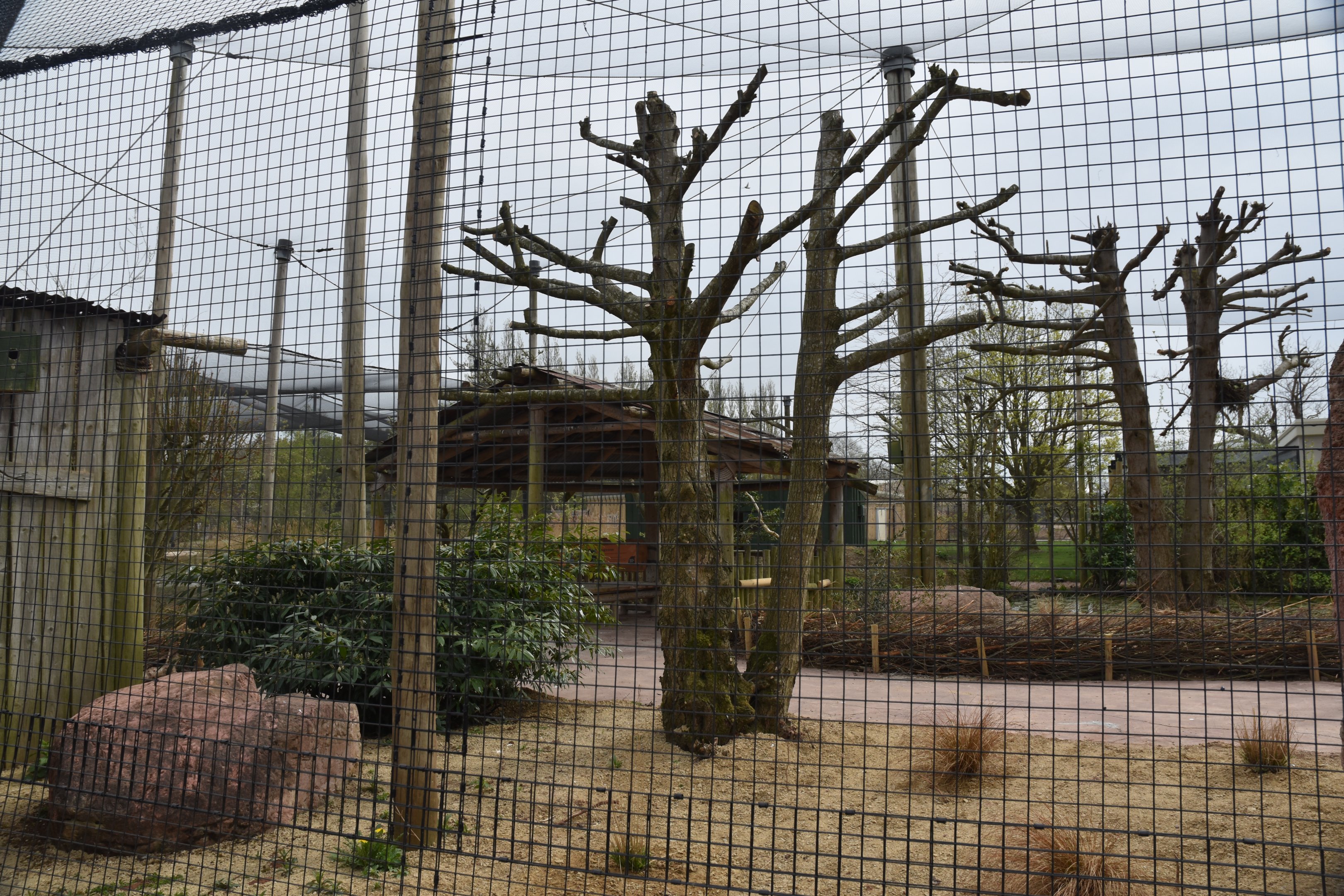 Tsavo Aviary from Main Pathway, Heart of Africa at Chester, 12th April 2025