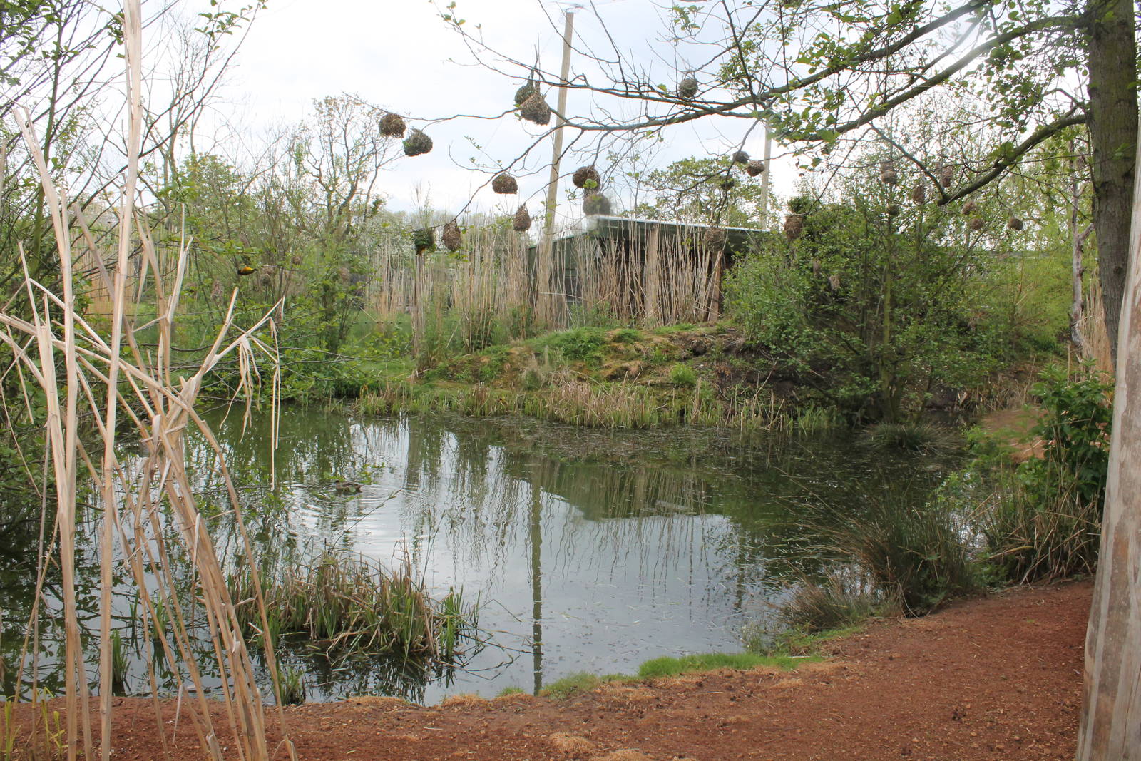 Tsavo aviary pond