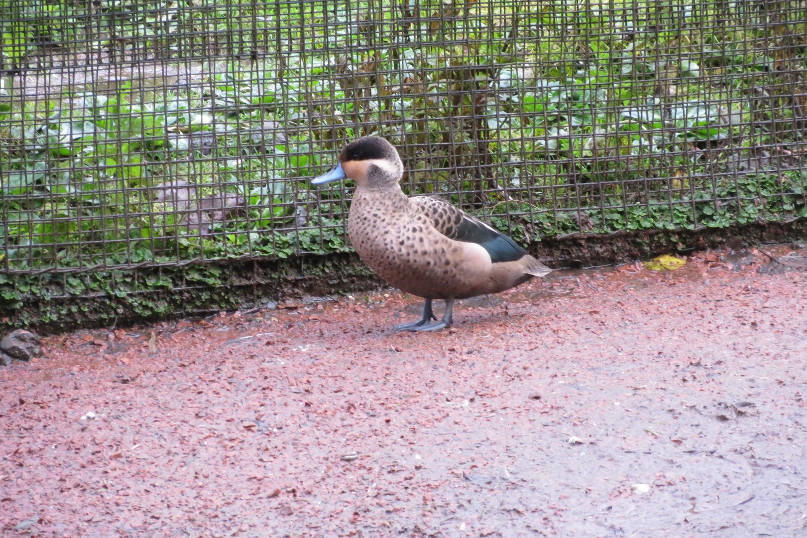 Tsavo Bird Safari - Hottentot teal 261019