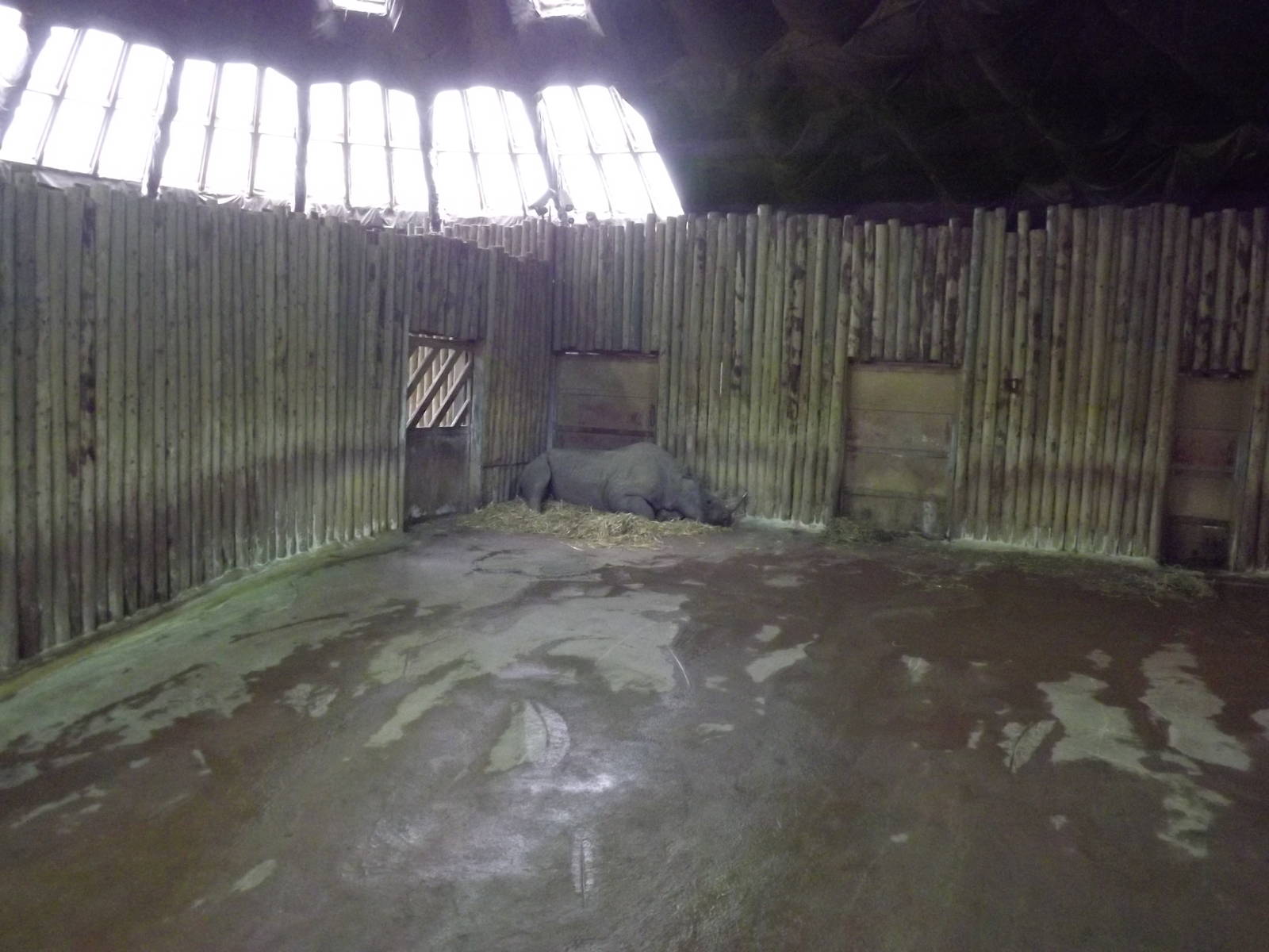 Tsavo Black Rhino experience at Chester Zoo 31/03/12