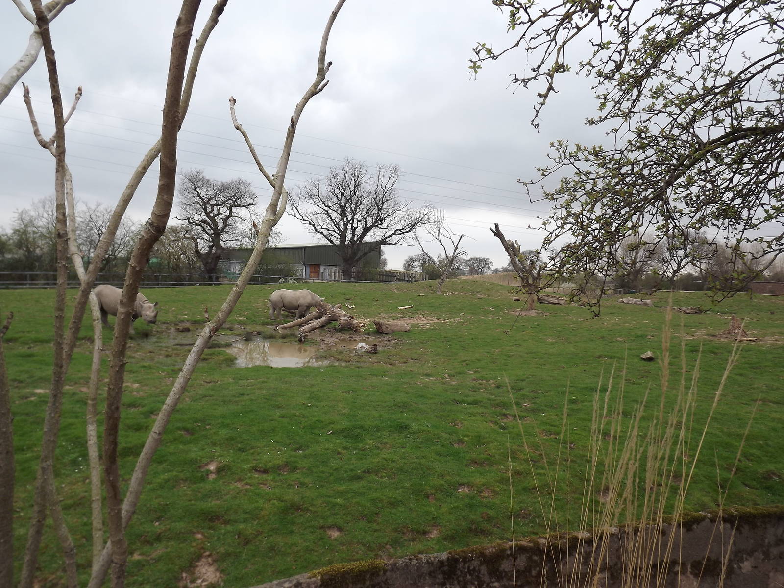 Tsavo Black Rhino experience at Chester Zoo 31/03/12
