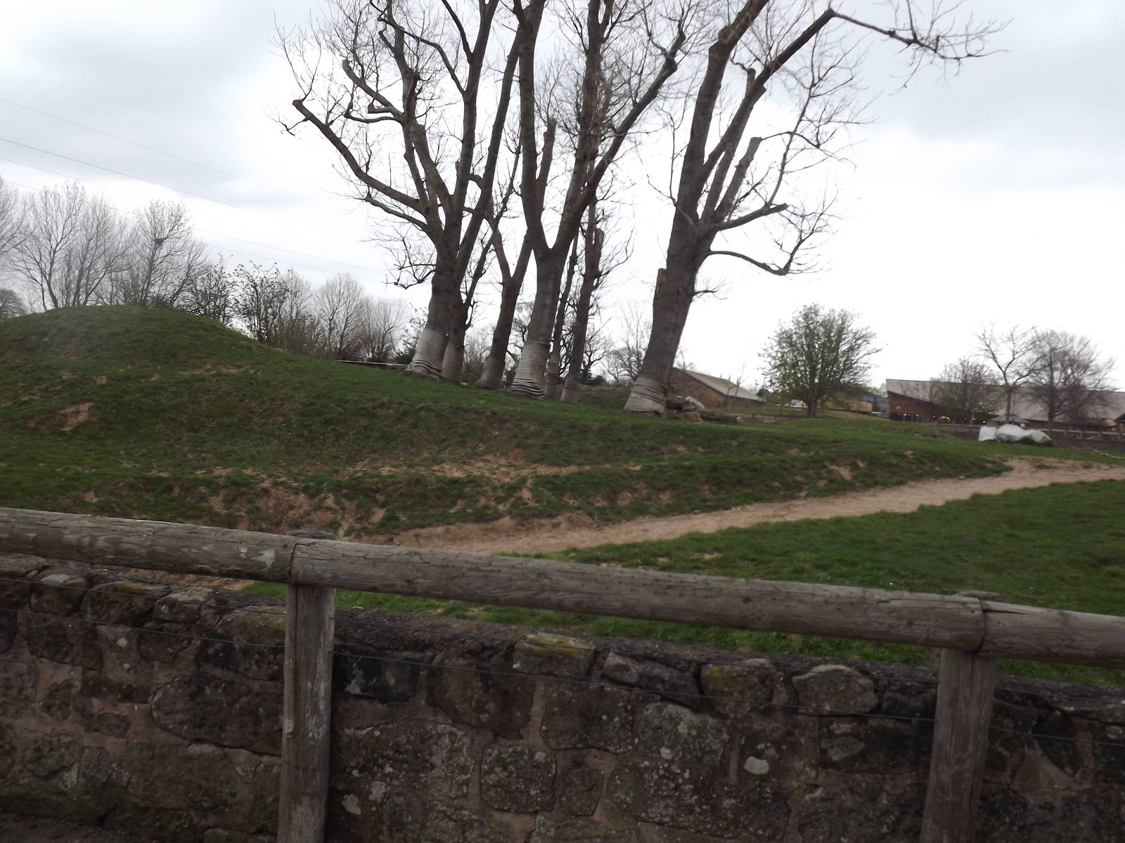 Tsavo Black rhino experience at Chester Zoo 31/03/12