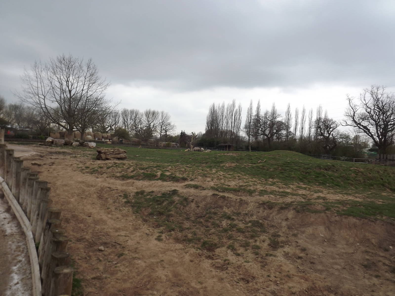 Tsavo black rhino experience at Chester Zoo 31/03/12