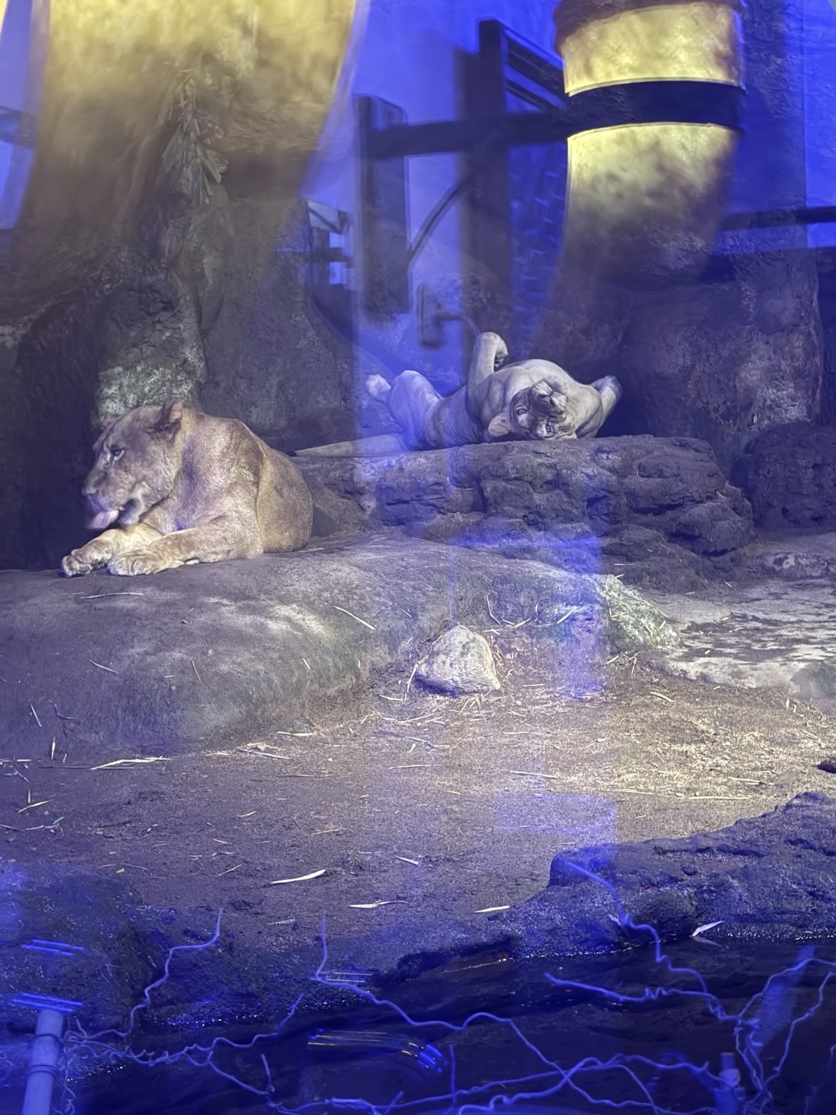 Tsavo Lion Restaurant - Women's bathroom