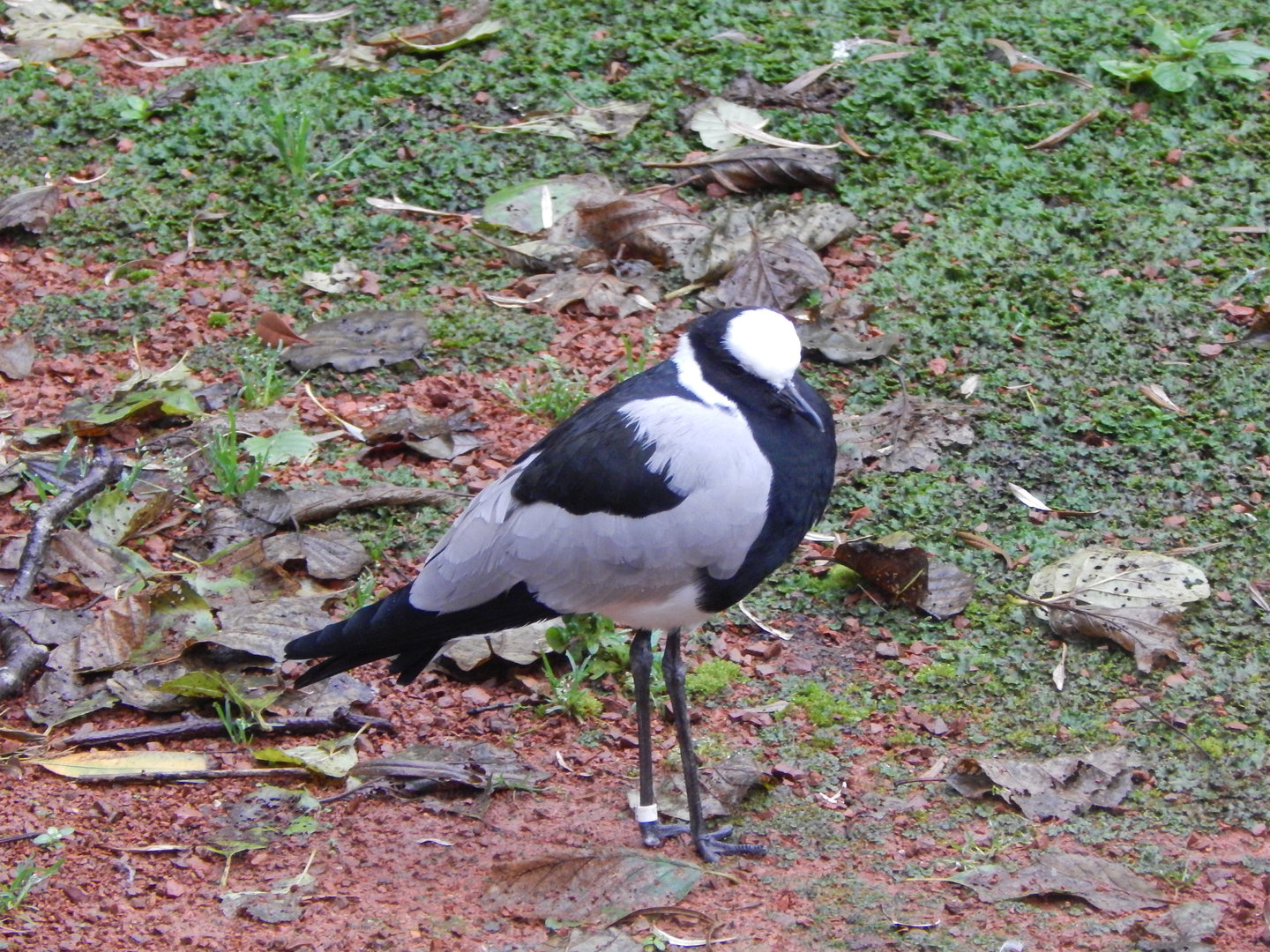 Tsavo National Bird Park Safari aviary - Blacksmith lapwing 221022