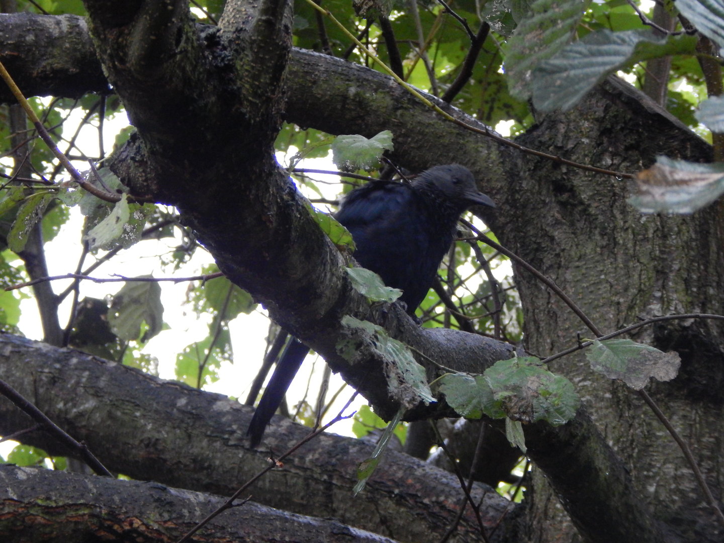 Tsavo National Bird Park Safari aviary - Red-winged starling 221022