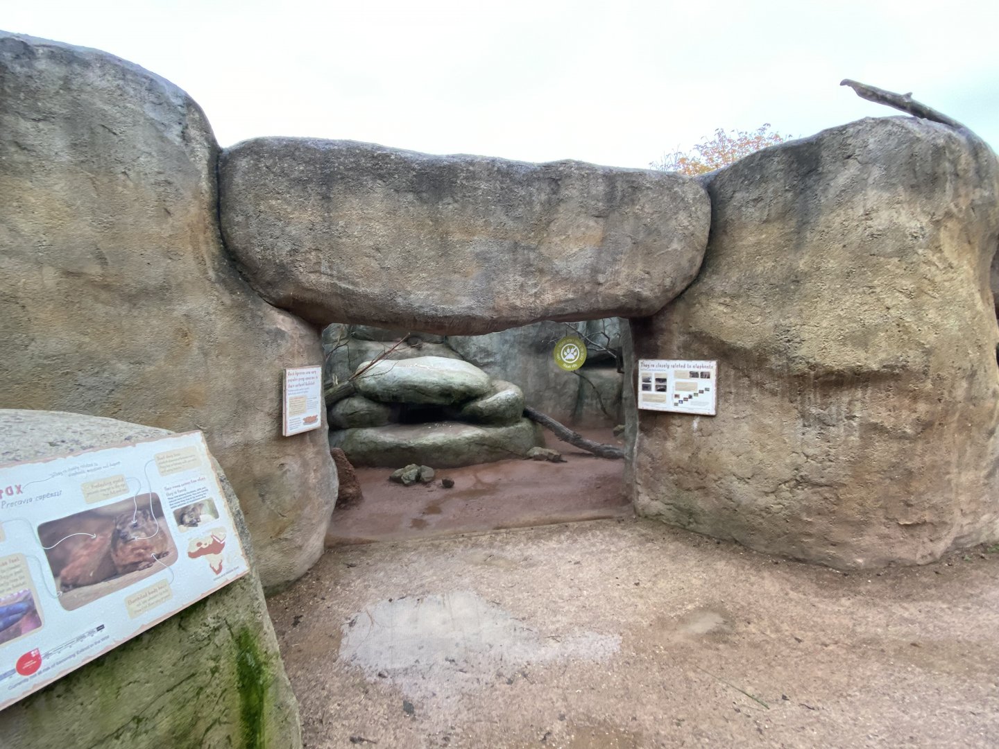 Tsavo Reserve - Arabian rock hyrax exhibit 181021