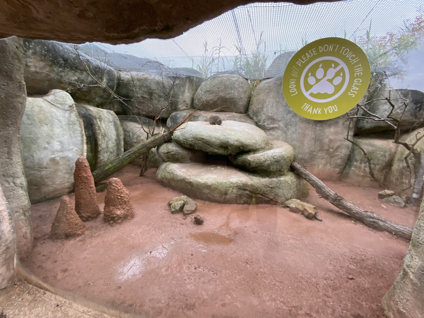 Tsavo Reserve - Arabian rock hyrax exhibit 181021