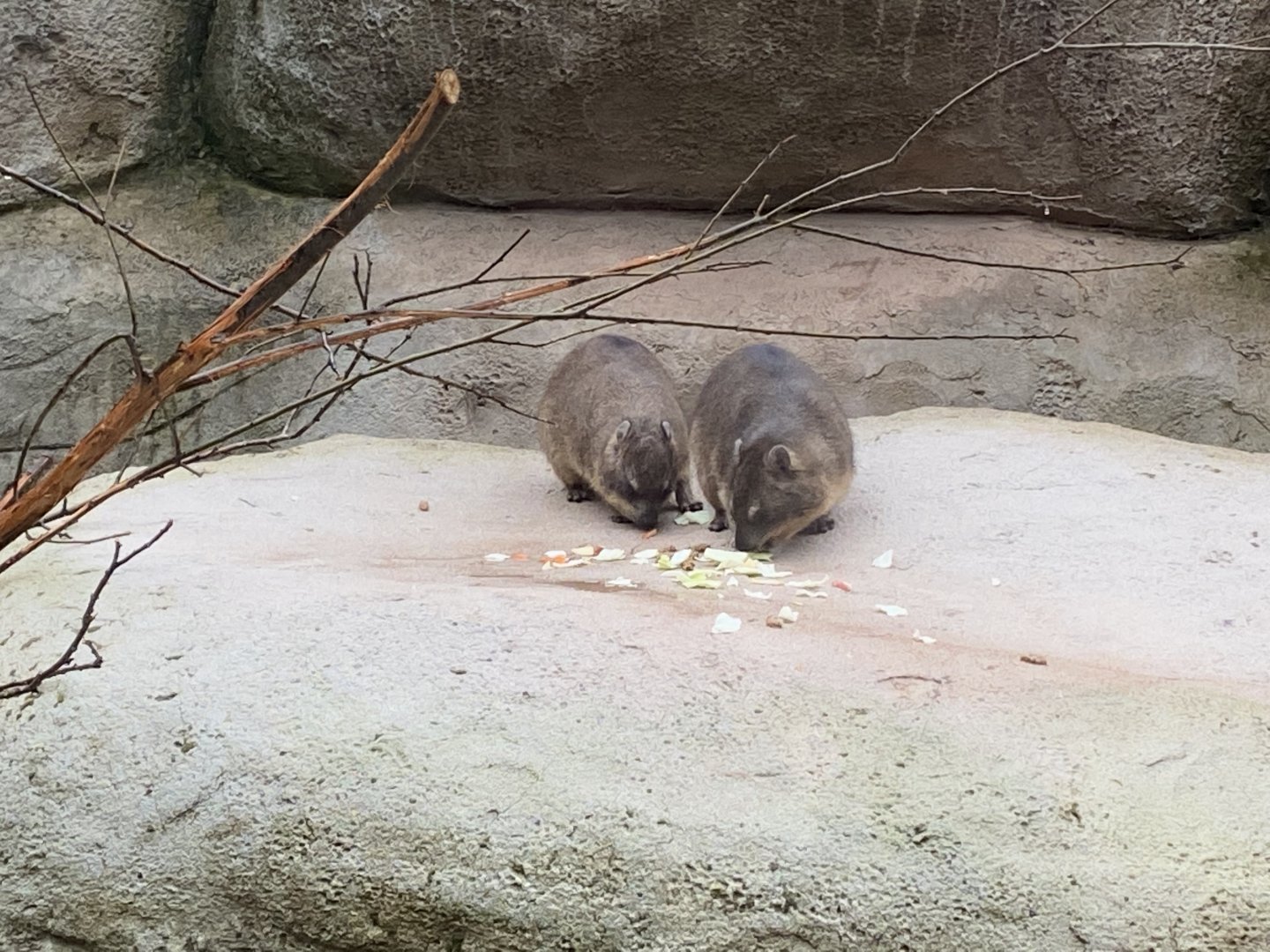 Tsavo Reserve - Arabian rock hyraxes 181021