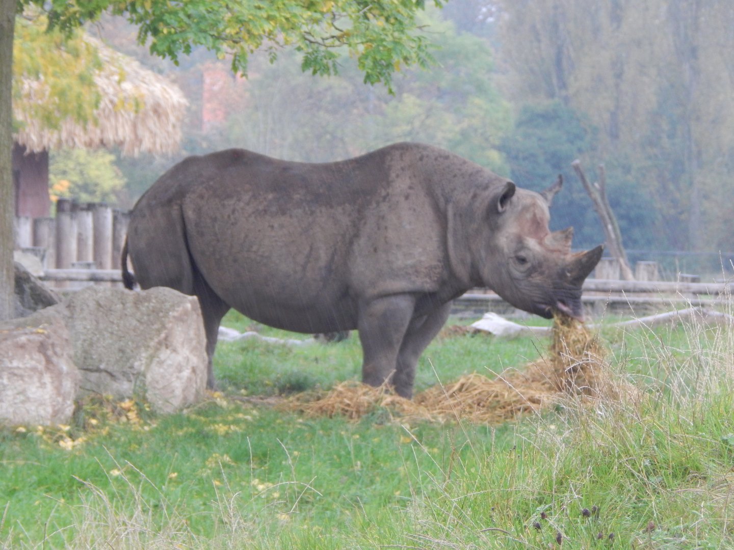 Tsavo Reserve - Eastern black rhinoceros 181021