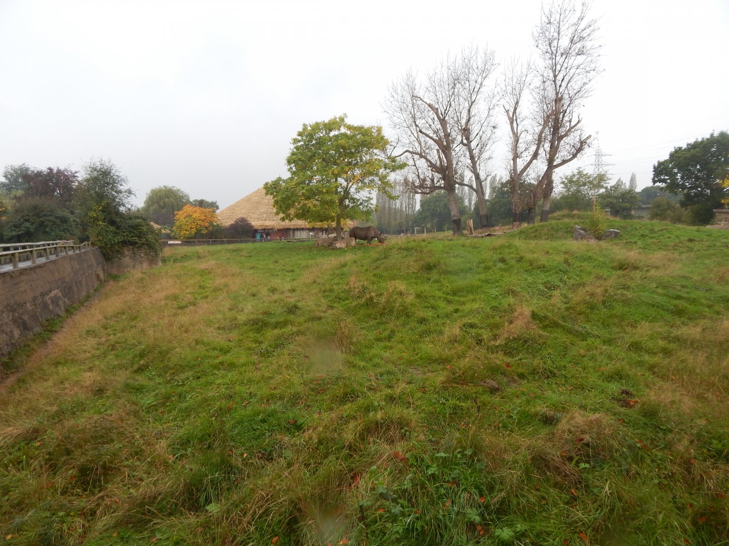 Tsavo Reserve - Eastern black rhinoceros exhibit 181021
