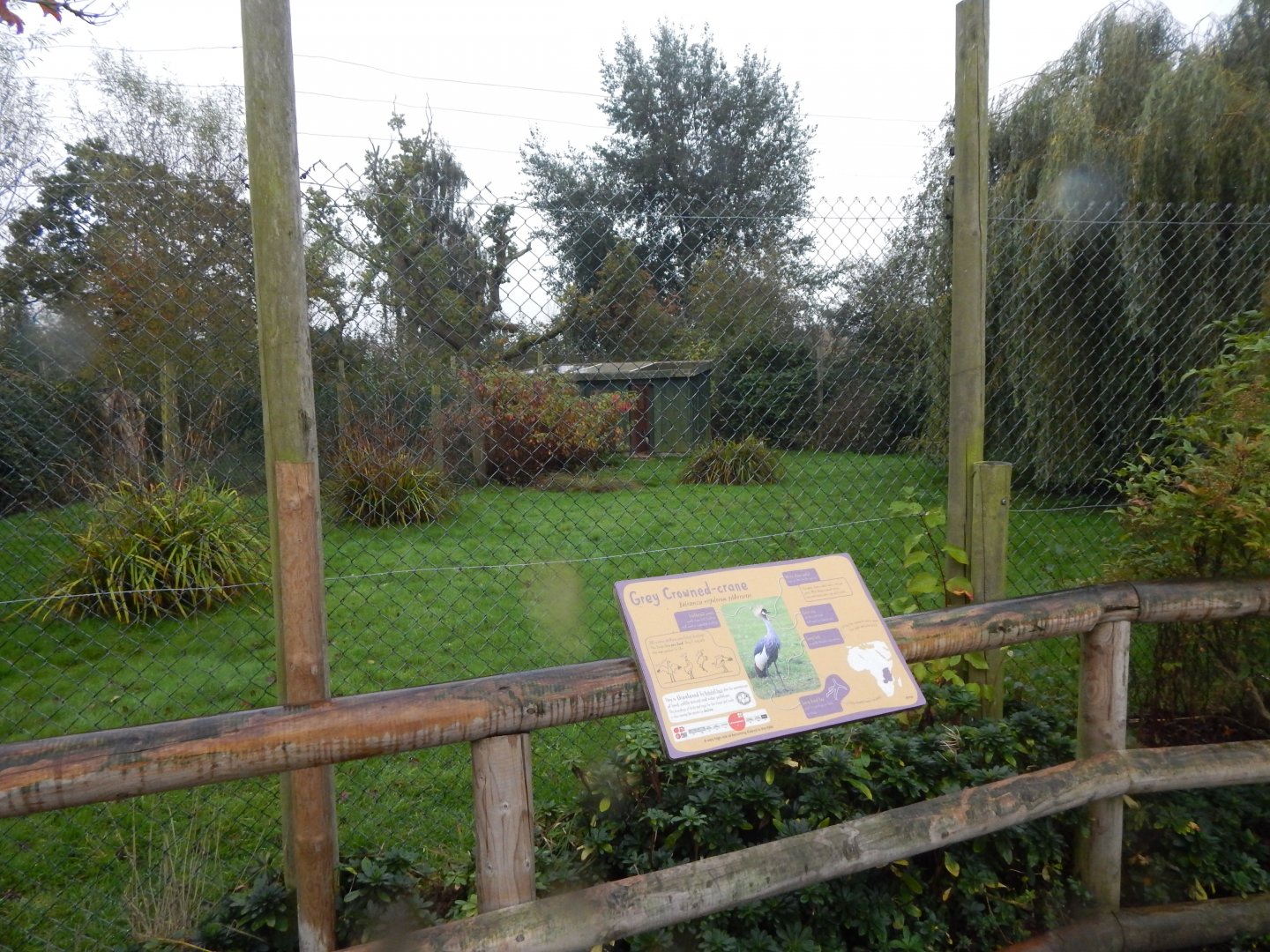 Tsavo Reserve - Eastern grey crowned-crane exhibit 181021