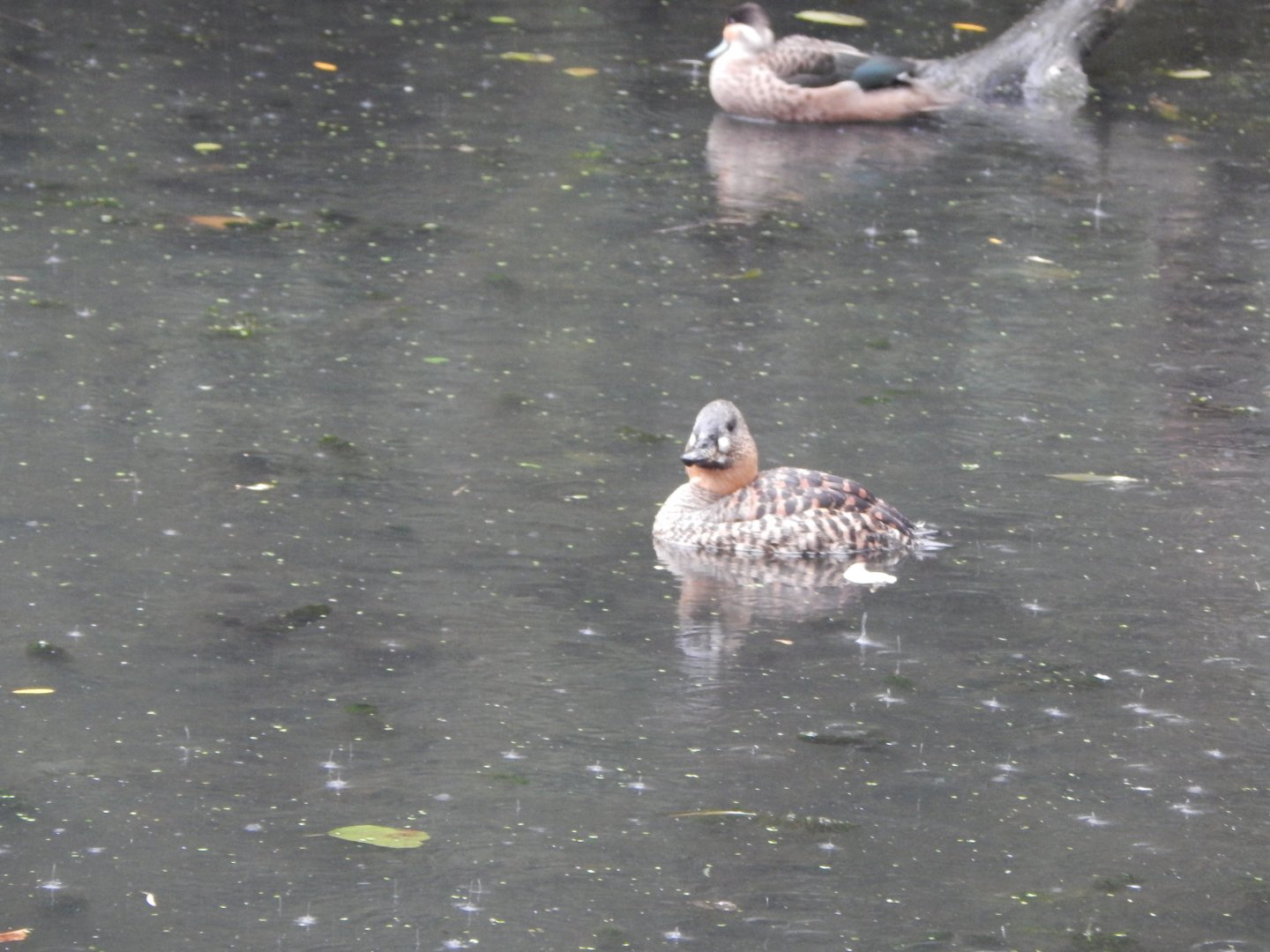 Tsavo Reserve - Tsavo Bird Safari -  African white-backed duck 181021