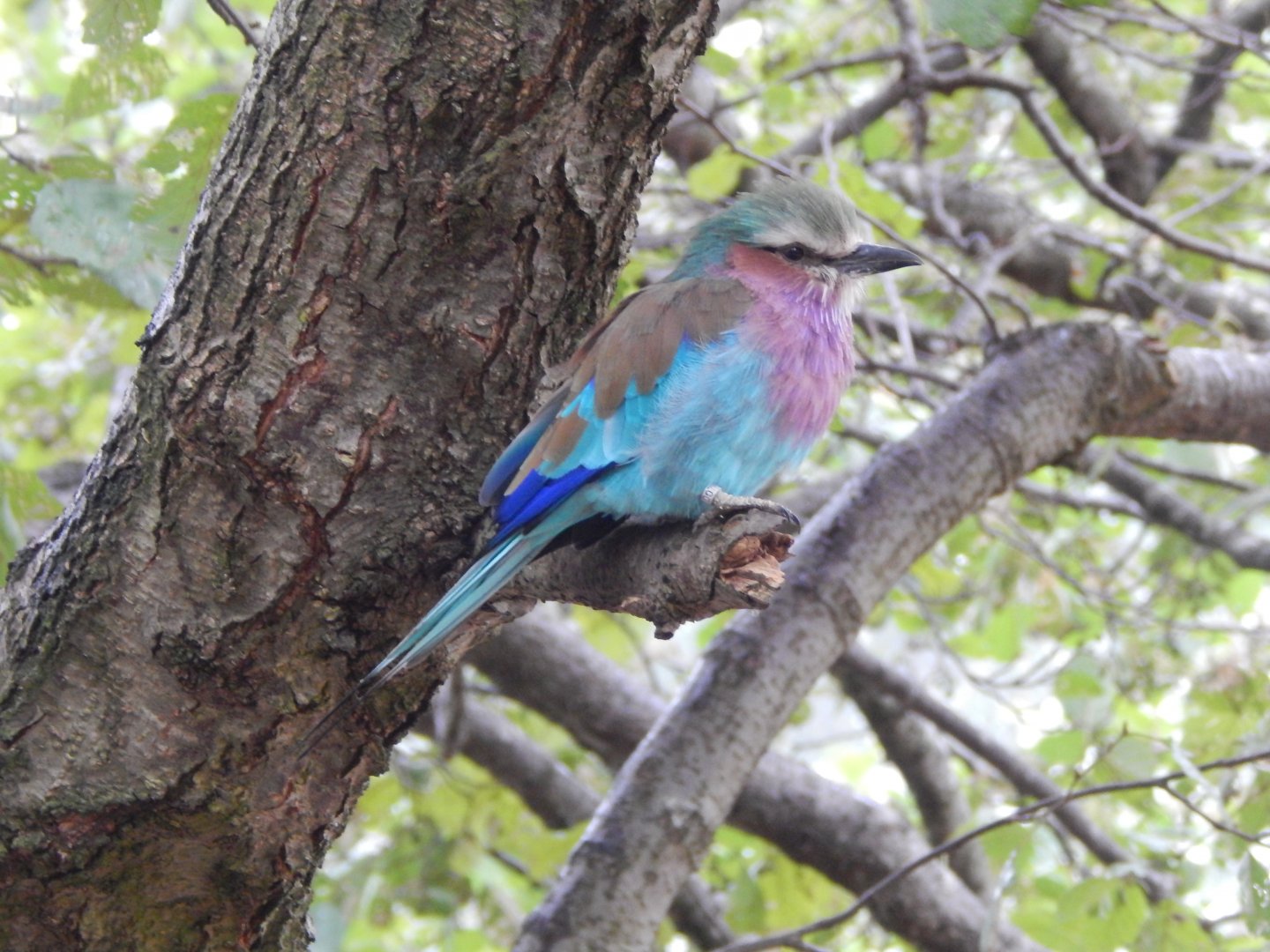 Tsavo Reserve - Tsavo Bird Safari - Lilac-breasted roller 181021