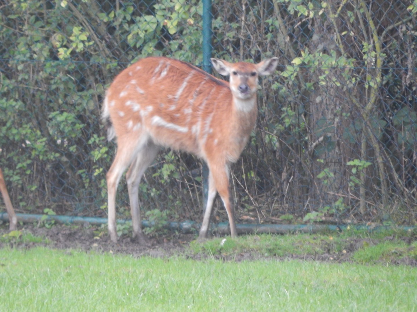 Tsavo Reserve - Western sitatunga 180921