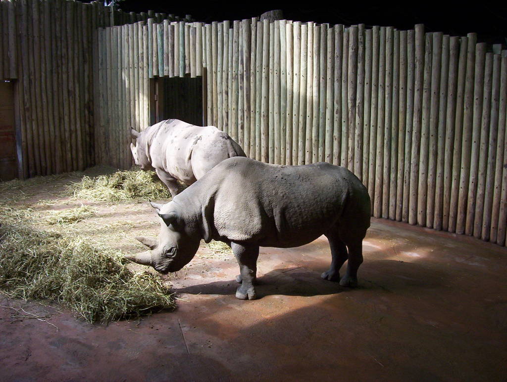 Tsavo Rhino Exhibit