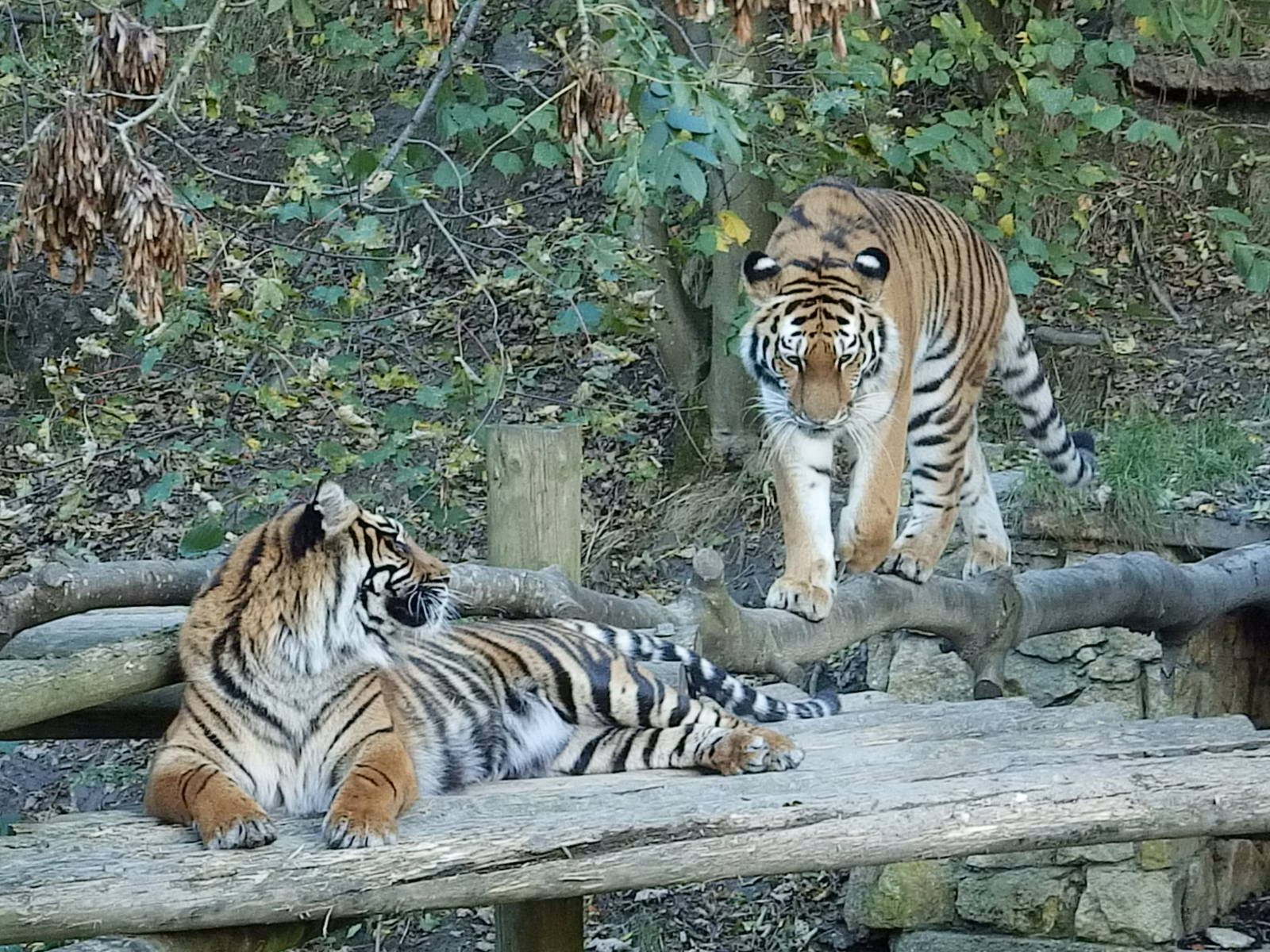 Tschuna and Daseep 2-11-13