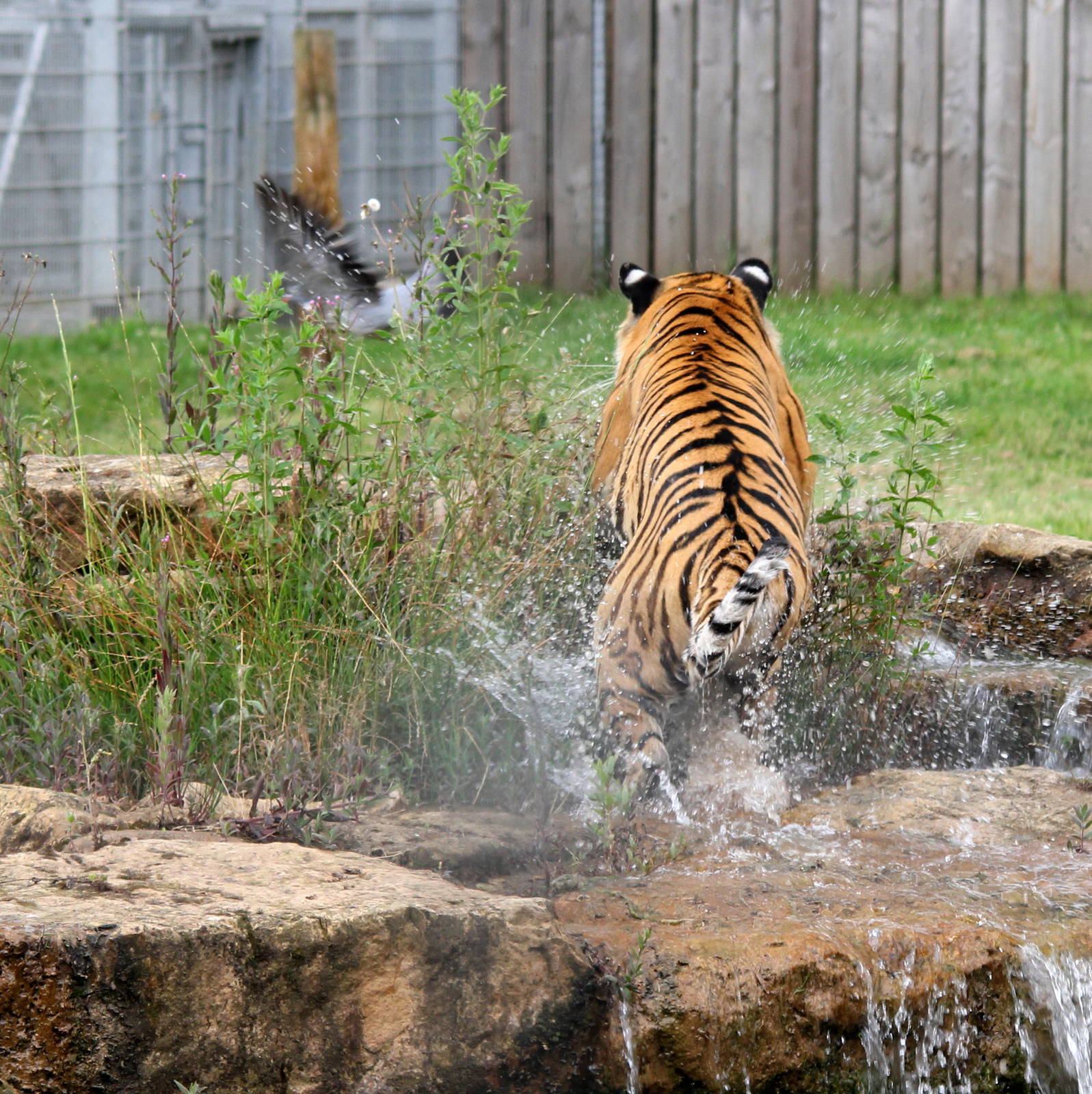 Tschuna doing what cats do,nearly! 12-7-14