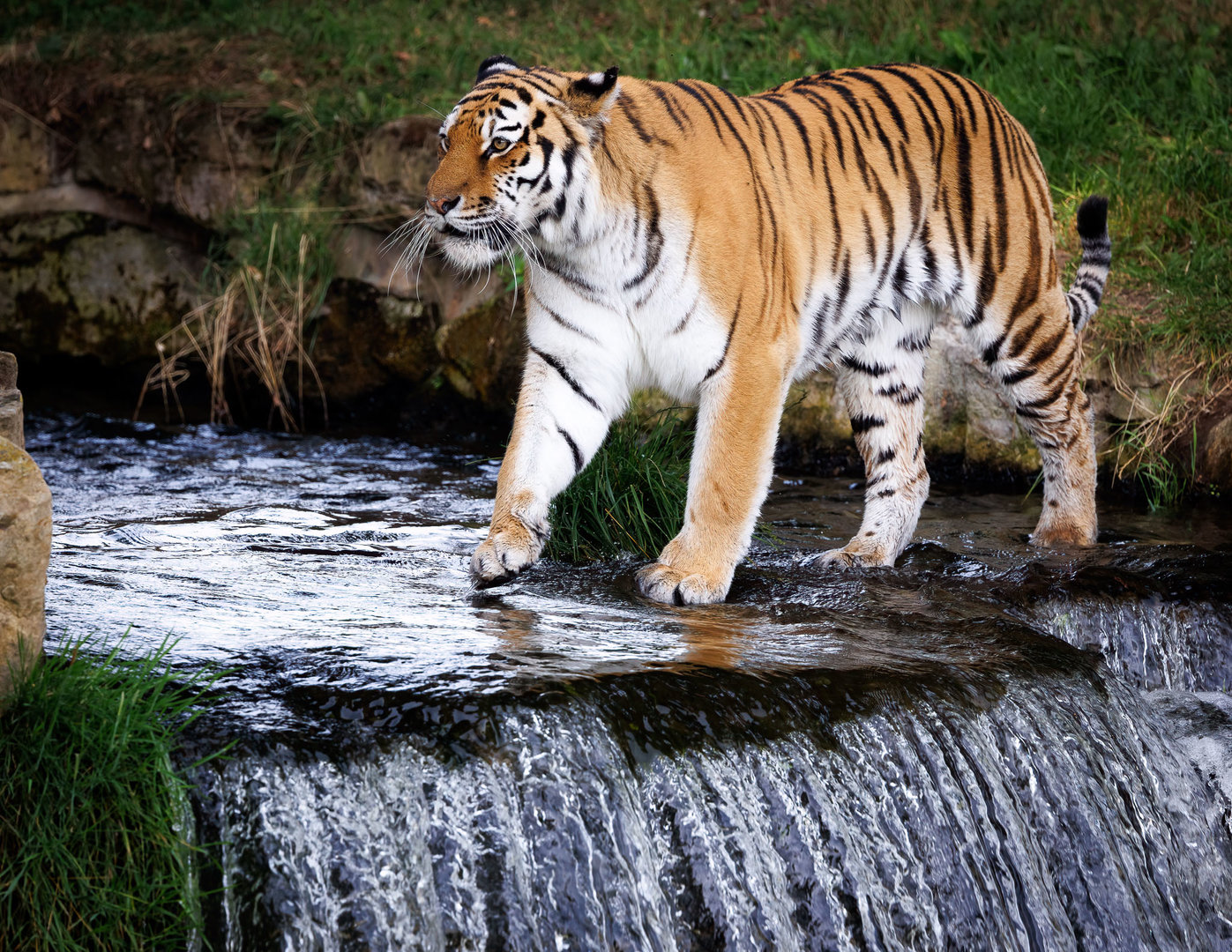 Tschuna, enjoying getting her feet wet at YWP