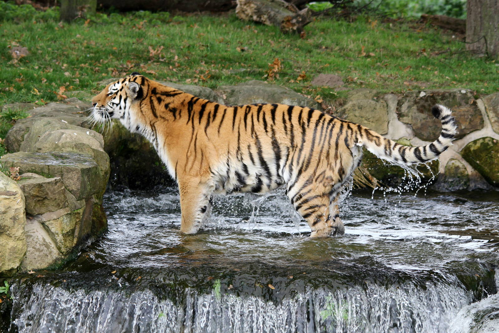 Tschuna in waterfall. 26-10-14