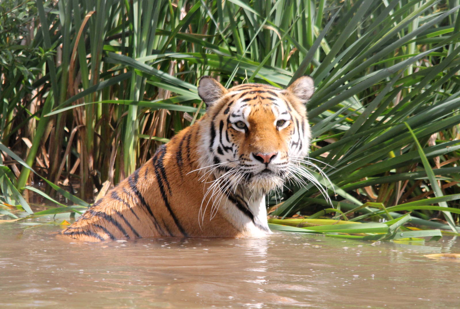 Tschuna the Amur Tiger cooling off 8/6/14