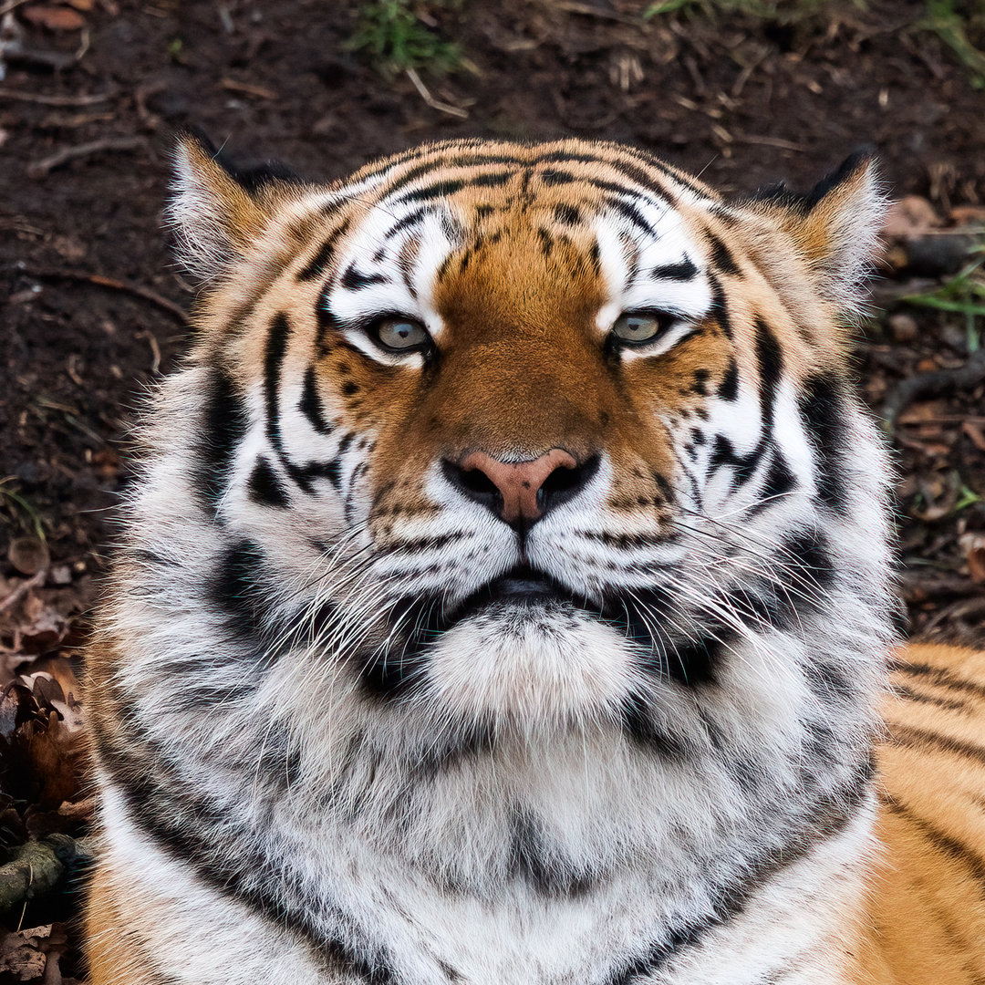 Tschuna, the Amur Tigress