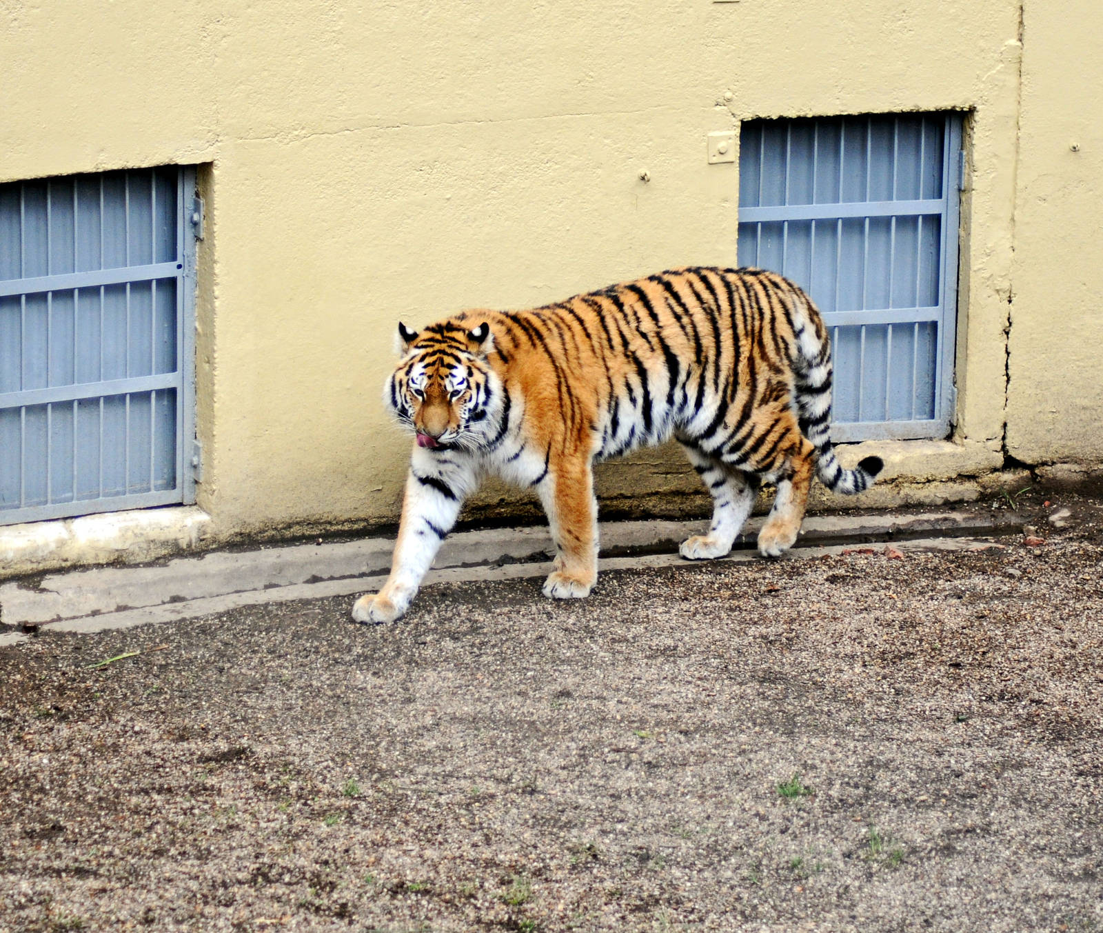 Tschuna the Siberian (Amur) Tiger