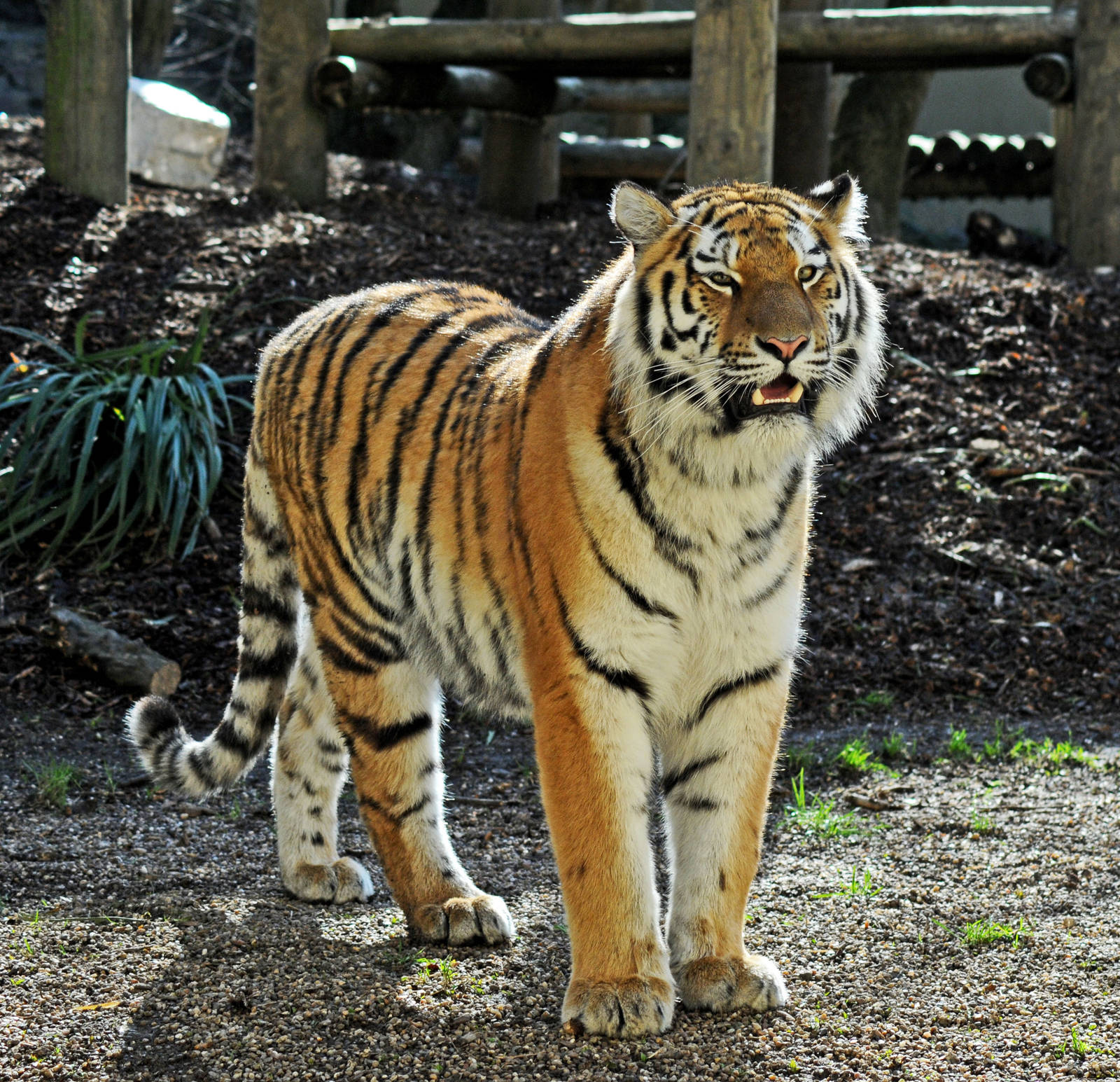 Tschuna the Siberian (Amur) Tiger