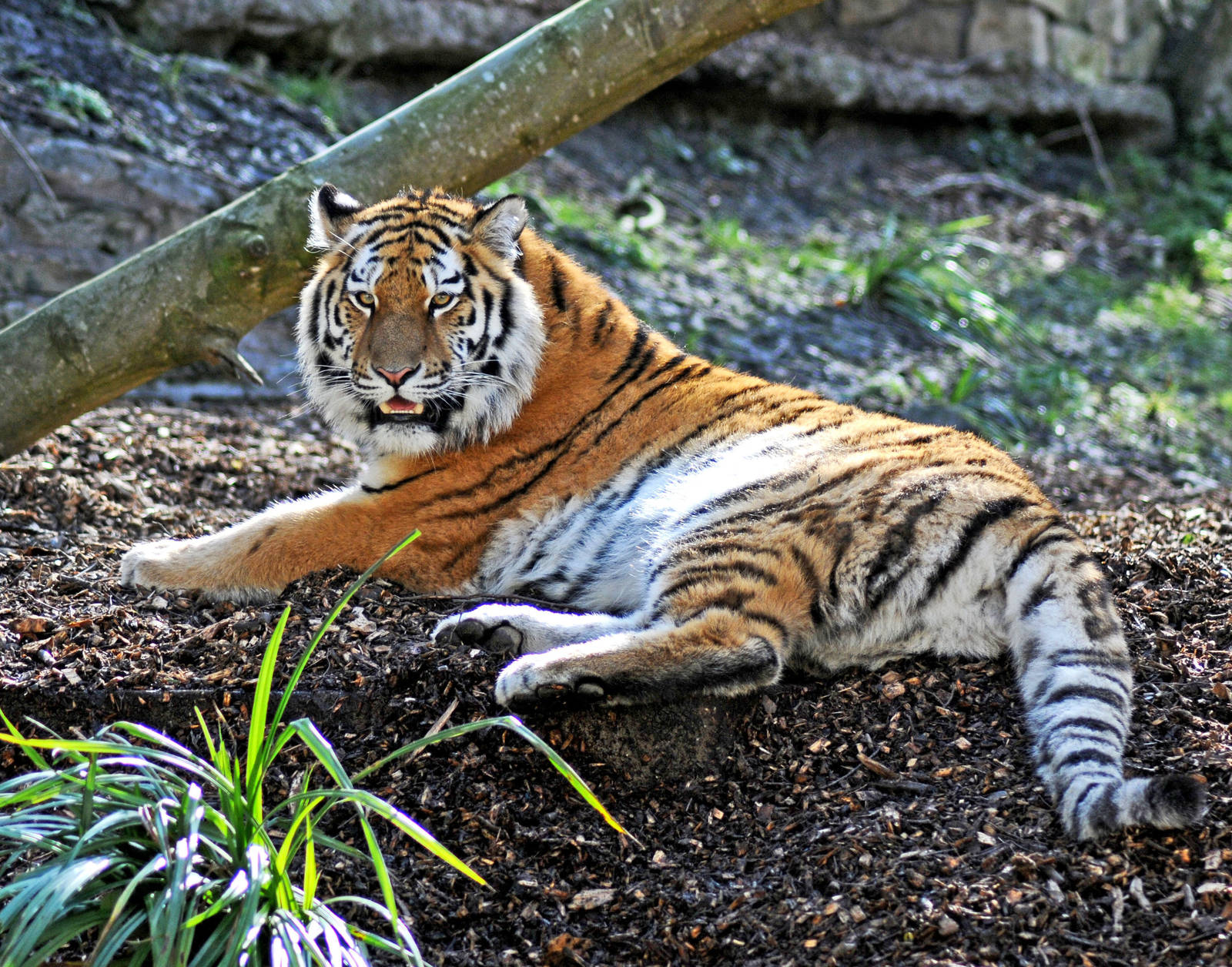 Tschuna the Siberian Tiger