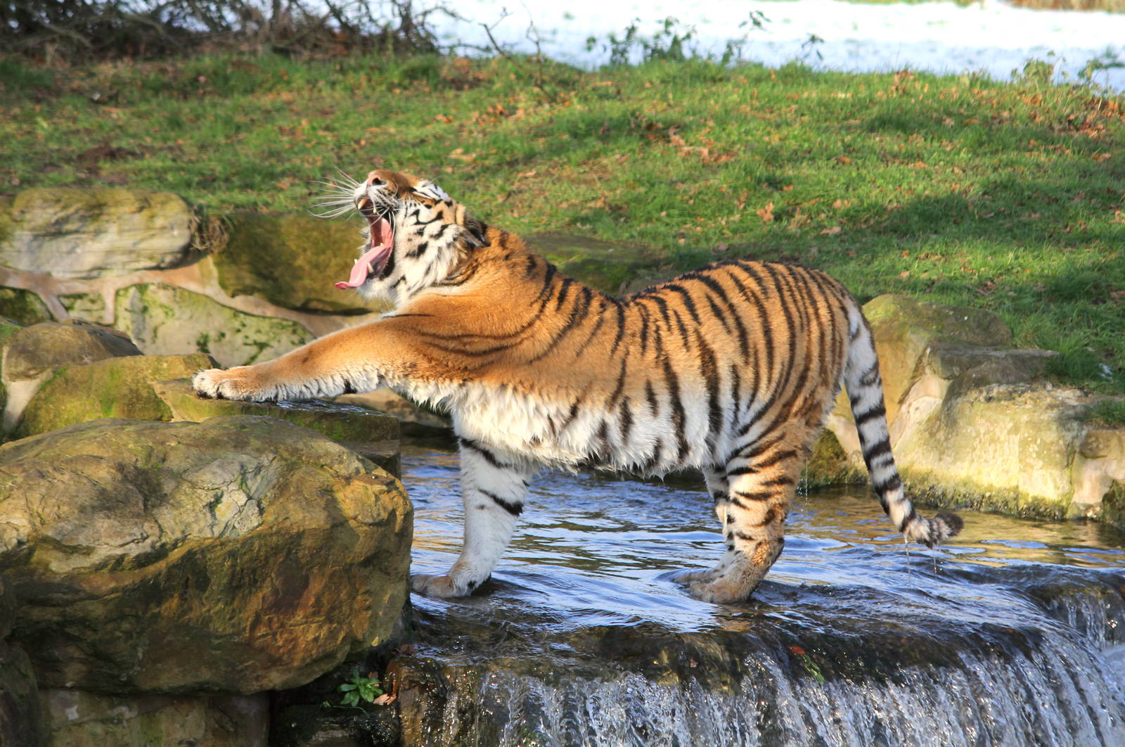 Tschuna tired out. 27-12-14