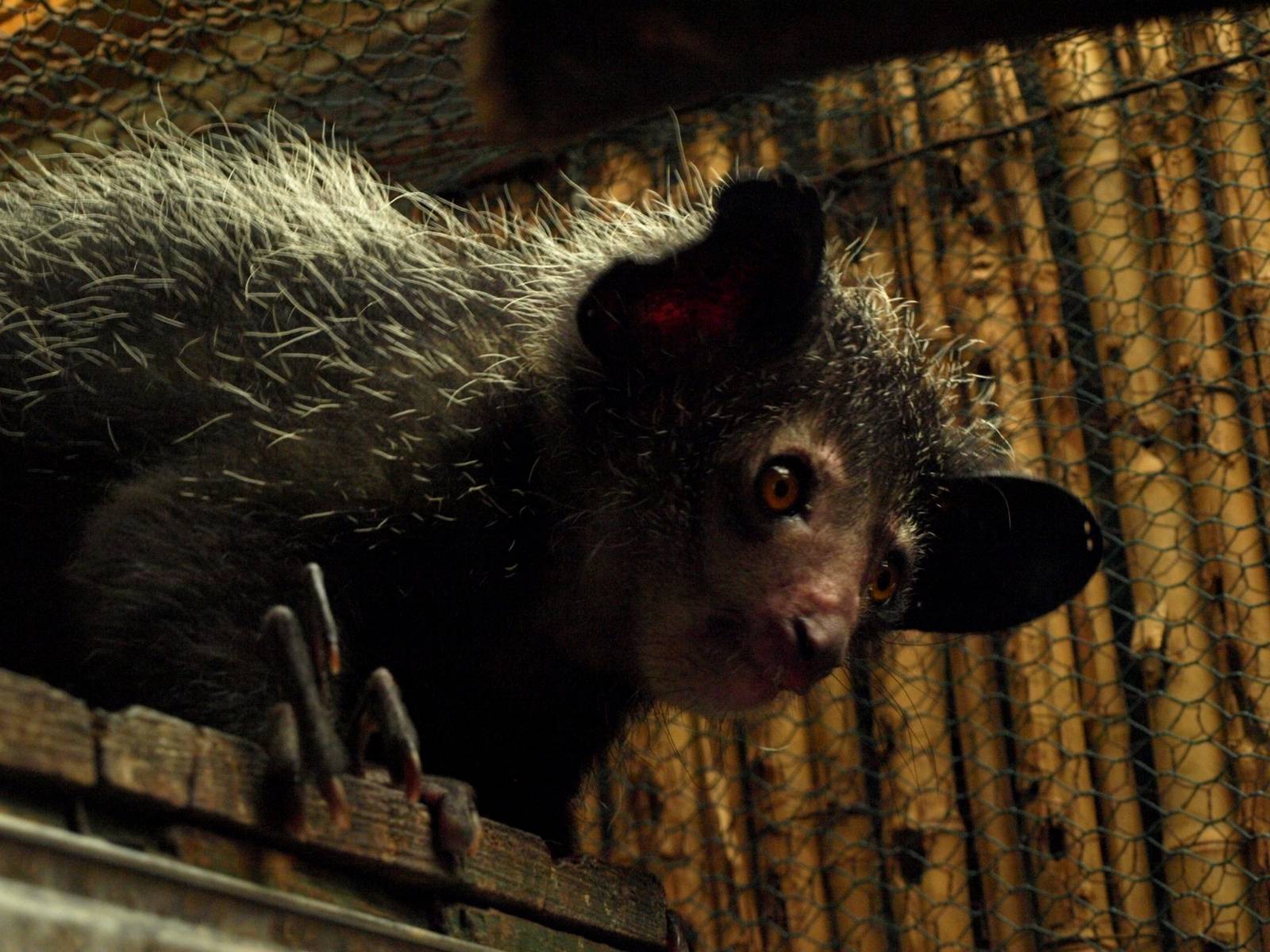 Tsimbazaza Zoo - Aye-Aye